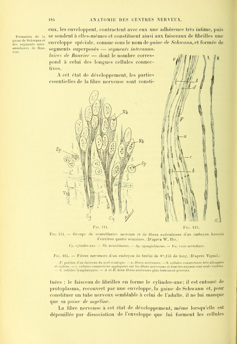 eux, les enveloppent, contractent avec eux une adhérence très intime, puis Formation de la se soudent à elles-mêmes et constituent ainsi aux faisceaux de fibrilles une des^egmentT^nter- enveloppe spéciale, connue sous le nom de gaine de Schwann, et formée de annulaires de Ran- segments superposés — segments interannu- laires de Banvier — dont le nombre corres- pond à celui des longues cellules connec- tives. A cet état de développement, les parties essentielles de la fibre nerveuse sont consti- Fig. 114. — Groupe de neuroblastes moteurs et de fibres radiculaires d'un embryon humain d’environ quatre semaines. (D’après W. His.) Cy, cylindre-axe. — Nb, neuroblastes. — Sp, spongioblastes. — Vm, voilo médullaire. Fig. 115. — Fibres nerveuses d’un embryon de brebis de 0m,155 de long. (D’après Vignal.) F, portion d’un faisceau du nerf sciatique. — a, fibres nerveuses. — b, cellules connectives très allongées et isolées. — c, cellules connectives appliquées sur les fibres nerveuses et dont les noyaux sont seuls visibles. — d, cellules lymphatiques. — A et B, deux fibres nerveuses plus fortement grossies. tuées : le faisceau de fibrilles en forme le cylindre-axe ; il est entouré de protoplasma, recouvert par une enveloppe, la gaine de Schwann et, pour constituer un tube nerveux semblable à celui de l’adulte, il ne lui manque que sa gaine de myéline. La fibre nerveuse à cet état de développement, même lorsqu’elle est dépouillée par dissociation de l’enveloppe que lui forment les cellules