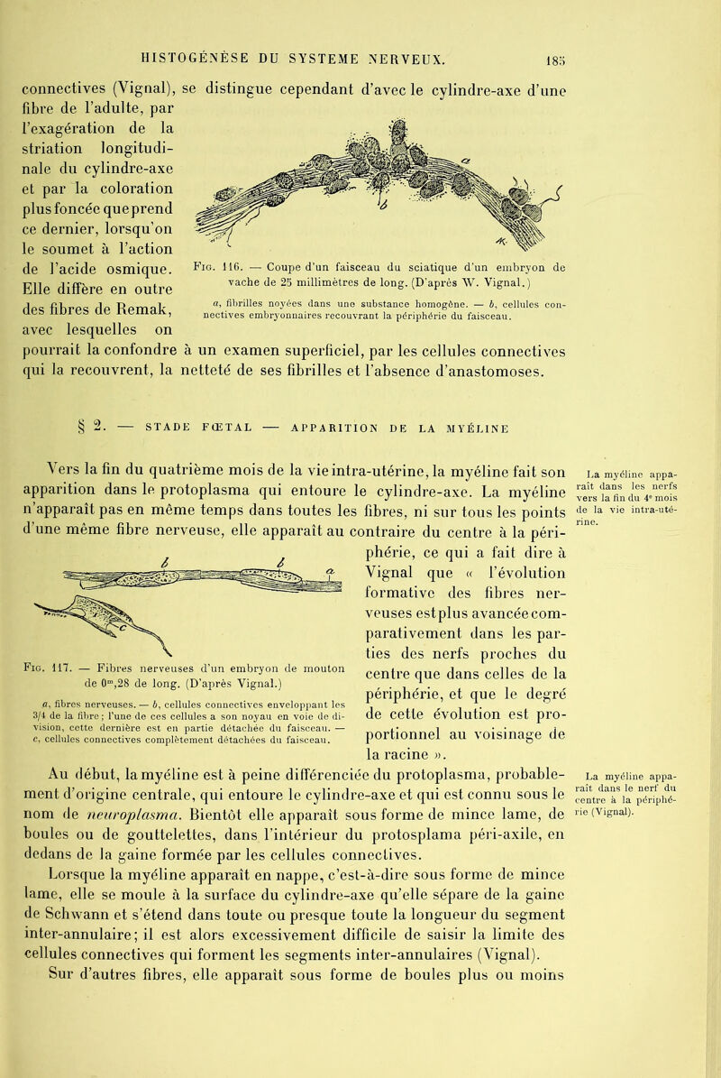 connectives (Vignal), se distingue cependant d’avec le cylindre-axe d’une fibre de l’adulte, par l’exagération de la striation longitudi- nale du cylindre-axe et par la coloration plus foncée queprend ce dernier, lorsqu’on le soumet à l’action de l’acide osmique. Elle diffère en outre des fibres de Remak, avec lesquelles on pourrait la confondre à un examen superficiel, par les cellules connectives qui la recouvrent, la netteté de ses fibrilles et l’absence d’anastomoses. Fig. 116. — Coupe d’un faisceau du sciatique d’un embryon de vache de 23 millimètres de long. (D'après W. Vignal.) § 2. STADE FŒTAL APPARITION DE LA MYÉLINE Vers la fin du quatrième mois de la vie intra-utérine, la myéline fait son apparition dans le protoplasma qui entoure le cylindre-axe. La myéline n’apparaît pas en même temps dans toutes les fibres, ni sur tous les points d’une même fibre nerveuse, elle apparaît au contraire du centre à la péri- phérie, ce qui a fait dire à Vignal que « l’évolution formative des fibres ner- veuses est plus avancée com- parativement dans les par- ties des nerfs proches du centre que dans celles de la périphérie, et que le degré de cette évolution est pro- portionnel au voisinage de la racine ». Au début, la myéline est à peine différenciée du protoplasma, probable- ment d’origine centrale, qui entoure le cylindre-axe et qui est connu sous le nom de neuroplasma. Bientôt elle apparaît sous forme de mince lame, de boules ou de gouttelettes, dans l’intérieur du protosplama péri-axile, en dedans de la gaine formée par les cellules connectives. Lorsque la myéline apparaît en nappe, c’est-à-dire sous forme de mince lame, elle se moule à la surface du cylindre-axe qu’elle sépare de la gaine de Schwann et s’étend dans toute ou presque toute la longueur du segment inter-annulaire; il est alors excessivement difficile de saisir la limite des cellules connectives qui forment les segments inter-annulaires (Vignal). Sur d’autres fibres, elle apparaît sous forme de boules plus ou moins Fig. 117. — Fibres nerveuses d’un embryon de mouton de 0m,28 de long. (D’après Vignal.) a, fibres nerveuses. — b, cellules connectives enveloppant les 3/4 de la fibre ; l’une de ces cellules a son noyau en voie de di- vision, cette dernière est en partie détachée du faisceau. — c, cellules connectives complètement détachées du faisceau.