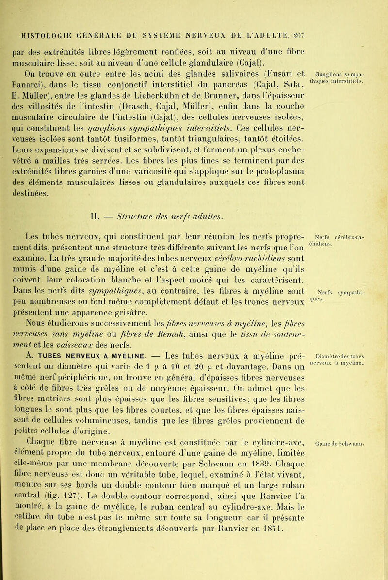 par des extrémités libres légèrement renflées, soit au niveau d’une fibre musculaire lisse, soit au niveau d’une cellule glandulaire (Cajal). On trouve en outre entre les acini des glandes salivaires (Fusari et Panarci), dans le tissu conjonctif interstitiel du pancréas (Cajal, Sala, E. Müller), entre les glandes de Lieberkühn et de Brunner, dans l’épaisseur des villosités de l’intestin (Drasch, Cajal, Müller), enfin dans la couche musculaire circulaire de l’intestin (Cajal), des cellules nerveuses isolées, qui constituent les ganglions sympathiques interstitiels. Ces cellules ner- veuses isolées sont tantôt fusiformes, tantôt triangulaires, tantôt étoilées. Leurs expansions se divisent et se subdivisent, et forment un plexus enche- vêtré à mailles très serrées. Les fibres les plus fines se terminent par des extrémités libres garnies d’une varicosité qui s’applique sur le protoplasma des éléments musculaires lisses ou glandulaires auxquels ces fibres sont destinées. Ganglions'sympa- thiques interstitiels. IL — Structure des nerfs adultes. Les tubes nerveux, qui constituent par leur réunion les nerfs propre- ment dits, présentent une structure très différente suivant les nerfs que l’on examine. La très grande majorité des tubes nerveux cérébro-rachidiens sont munis d’une gaine de myéline et c’est à cette gaine de myéline qu’ils doivent leur coloration blanche et l’aspect moiré qui les caractérisent. Dans les nerfs dits sympathiques, au contraire, les fibres à myéline sont peu nombreuses ou font même complètement défaut et les troncs nerveux présentent une apparence grisâtre. Nous étudierons successivement les fibres nerveuses à myéline, les fibres nerveuses sans myéline ou fibres de Remak, ainsi que le tissu de soutène- ment et les vaisseaux des nerfs. A. TUBES NERVEUX A myéline. — Les tubes nerveux à myéline pré- sentent un diamètre qui varie de 1 |x à 10 et 20 \l et davantage. Dans un même nerf périphérique, on trouve en général d’épaisses fibres nerveuses à côté de fibres très grêles ou de moyenne épaisseur. On admet que les fibres motrices sont plus épaisses que les fibres sensitives ; que les fibres longues le sont plus que les fibres courtes, et que les fibres épaisses nais- sent de cellules volumineuses, tandis que les fibres grêles proviennent de petites cellules d’origine. Chaque fibre nerveuse à myéline est constituée par le cylindre-axe, élément propre du tube nerveux, entouré d’une gaine de myéline, limitée elle-même par une membrane découverte par Schwann en 1839. Chaque fibre nerveuse est donc un véritable tube, lequel, examiné à l’état vivant, montre sur ses bords un double contour bien marqué et un large ruban central (fig. 127). Le double contour correspond, ainsi que Ranvier l’a montré, à la gaine de myéline, le ruban central au cylindre-axe. Mais le calibre du tube n’est pas le même sur toute sa longueur, car il présente de place en place des étranglements découverts par Ranvier en 1871. Nerfs cérébro-ra- chidiens. Nerfs sympathi- Gaine de Schwann.