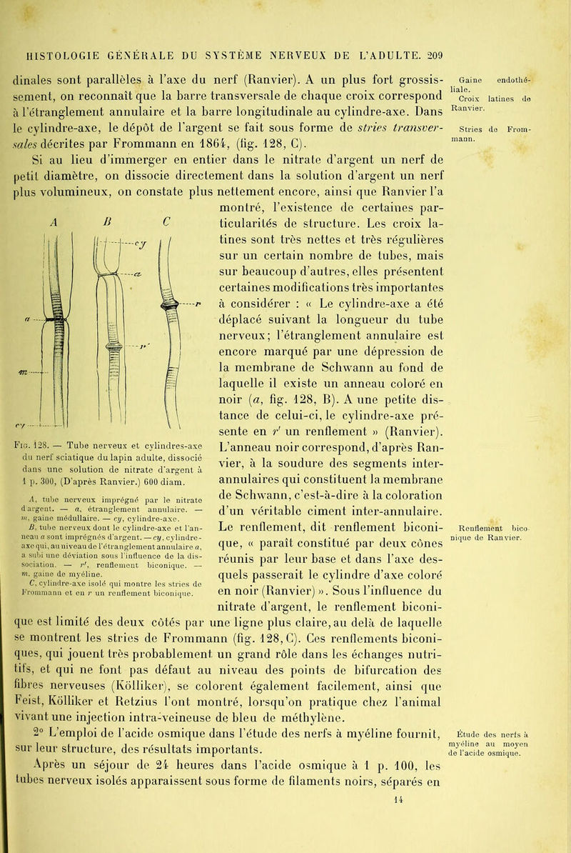 dinales sont parallèles à l’axe du nerf (Ranvier). A un plus fort grossis- sement, on reconnaît que la barre transversale de chaque croix correspond à l’étranglement annulaire et la barre longitudinale au cylindre-axe. Dans le cylindre-axe, le dépôt de l’argent se fait sous forme de stries transver- sales décrites par Frommann en 1864, (lig. 128, C). Si au lieu d’immerger en entier dans le nitrate d’argent un nerf de petit diamètre, on dissocie directement dans la solution d’argent un nerf plus volumineux, on constate plus nettement encore, ainsi que Ranvier l’a montré, l’existence de certaines par- ticularités de structure. Les croix la- tines sont très nettes et très régulières sur un certain nombre de tubes, mais sur beaucoup d’autres, elles présentent certaines modifications très importantes à considérer : « Le cylindre-axe a été déplacé suivant la longueur du tube nerveux; l’étranglement annulaire est encore marqué par une dépression de la membrane de Schwann au fond de laquelle il existe un anneau coloré en noir (a, fig. 128, R). A une petite dis- tance de celui-ci, le cylindre-axe pré- sente en r' un renflement » (Ranvier). L’anneau noir correspond, d’après Ran- vier, à la soudure des segments inter- annulaires qui constituent la membrane de Schwann, c’est-à-dire à la coloration d’un véritable ciment intei’-annulaire. Le renflement, dit renflement biconi- que, « paraît constitué par deux cônes réunis par leur base et dans l’axe des- quels passerait le cylindre d’axe coloré en noir (Ranvier) ». Sous l’influence du nitrate d’argent, le renflement biconi- que est limité des deux côtés par une ligne plus claire, au delà de laquelle se montrent les stries de Frommann (fig. 128, C). Ces renflements biconi- ques, qui jouent très probablement un grand rôle dans les échanges nutri- tifs, et qui ne font pas défaut au niveau des points de bifurcation des fibres nerveuses (Kôlliker), se colorent également facilement, ainsi que Feist, Kôlliker et Retzius l’ont montré, lorsqu’on pratique chez l’animal vivant une injection intra-veineuse de bleu de méthylène. 2° L’emploi de l’acide osmique dans l’étude des nerfs à myéline fournit, sur leur structure, des résultats importants. Après un séjour de 24 heures dans l’acide osmique à 1 p. 100, les tubes nerveux isolés apparaissent sous forme de filaments noirs, séparés en ABC Fig. 128. — Tube nerveux et cylindres-axe du nerf sciatique du lapin adulte, dissocié dans une solution de nitrate d'argent à 1 p. 300, (D’après Ranvier.) 600 diam. A, tube nerveux imprégné par le nitrate d'argent. — a, étranglement annulaire. — m, gaine médullaire. — cy, cylindre-axe. B, tube nerveux dont le cylindre-axe et l'an- neau a sont imprégnés d’argent, —cy, cylindre- axe qui, au niveau de l’étranglement annulaire a, a subi une déviation sous l’influence de la dis- m. gaine de myéline. C, cylindre-axe isolé qui montre les stries de Frommann et en r un renflement biconique. Gaine endothé- liale. Croix latines de Ranvier. Stries de From- Renttement bico- lique de Ranvier. Étude des nerfs à myéline au moyen de l’acide osmique. 14