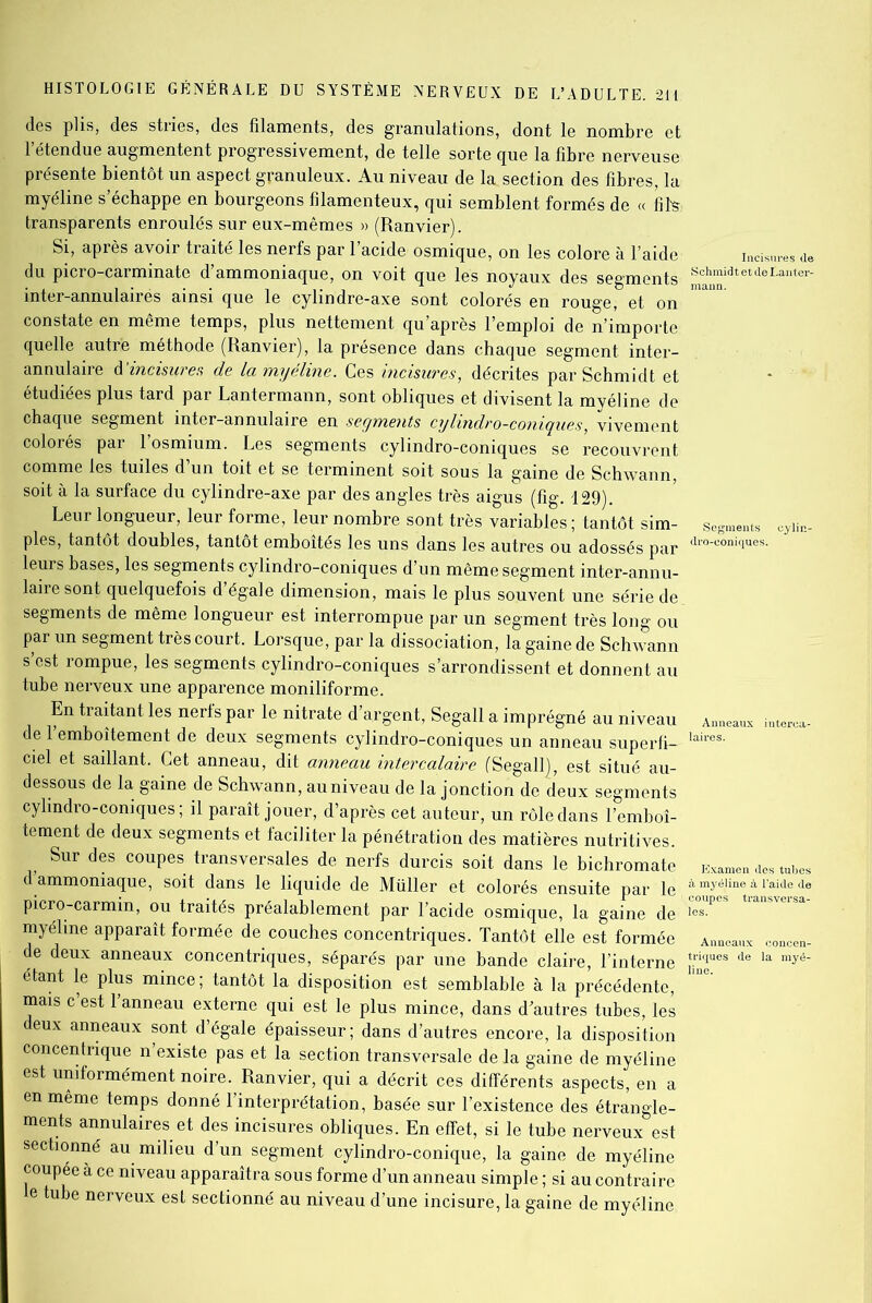 des plis, des stries, des filaments, des granulations, dont le nombre et l’étendue augmentent progressivement, de telle sorte que la fibre nerveuse présente bientôt un aspect granuleux. Au niveau de la. section des fibres, la myéline s’échappe en bourgeons filamenteux, qui semblent formés de « fits transparents enroulés sur eux-mêmes » (Ranvier). Si, après avoir traité les nerfs par l’acide osmique, on les colore à l’aide incite* du picro-carminate d’ammoniaque, on voit que les noyaux des segments ““iatetde£ate- inter-annulairés ainsi que le cylindre-axe sont colorés en rouge, et on constate en même temps, plus nettement qu’après l’emploi de n’importe quelle autre méthode (Ranvier), la présence dans chaque segment inter- annulaire d'incisures de lamijéline. Ces incisures, décrites par Schmidt et étudiées plus tard par Lantermann, sont obliques et divisent la myéline de chaque segment inter-annulaire en segments cylindro-conigues, vivement colorés par 1 osmium. Les segments cylindro-coniques se recouvrent comme les tuiles d’un toit et se terminent soit sous la gaine de Schwann, soit à la surface du cylindre-axe par des angles très aigus (fig. 129). Leur longueur, leur forme, leur nombre sont très variables ; tantôt sim- segments ex- pies, tantôt doubles, tantôt emboîtés les uns dans les autres ou adossés par dlo'uom(iues- leurs bases, les segments cylindro-coniques d’un même segment inter-annu- laire sont quelquefois d’égale dimension, mais le plus souvent une série de segments de même longueur est interrompue par un segment très long ou par un segment très court. Lorsque, par la dissociation, la gaine de Schwann s’est rompue, les segments cylindro-coniques s’arrondissent et donnent au tube nerveux une apparence moniliforme. En traitant les nerfs par le nitrate d’argent, Segall a imprégné au niveau de l’emboîtement de deux segments cylindro-coniques un anneau superfi- ciel et saillant. Cet anneau, dit anneau intercalaire (Segall), est situé au- dessous de la gaine de Schwann, au niveau de la jonction de deux segments cylindro-coniques; il paraît jouer, d’après cet auteur, un rôle dans l’emboî- tement de deux segments et faciliter la pénétration des matières nutritives. Sur des coupes transversales de nerfs durcis soit dans le bichromate d’ammoniaque, soit dans le liquide de Müller et colorés ensuite par le picro-carmin, ou traités préalablement par l’acide osmique, la gaine de myéline apparaît formée de couches concentriques. Tantôt elle est formée de deux anneaux concentriques, séparés par une bande claire, l’interne étant le plus mince; tantôt la disposition est semblable à la précédente, mais c est 1 anneau externe qui est le plus mince, dans d’autres tubes, les eux anneaux sont d’égale épaisseur; dans d’autres encore, la disposition concentrique n’existe pas et la section transversale de la gaine de myéline est uniformément noire. Ranvier, qui a décrit ces différents aspects, en a en même temps donné l’interprétation, basée sur l’existence des étrangle- ments annulaires et des incisures obliques. En effet, si le tube nerveux est sectionné au milieu d’un segment cylindro-conique, la gaine de myéline coupée a ce niveau apparaîtra sous forme d’un anneau simple ; si au contraire e tube nerveux est sectionné au niveau d’une incisure, la gaine de myéline