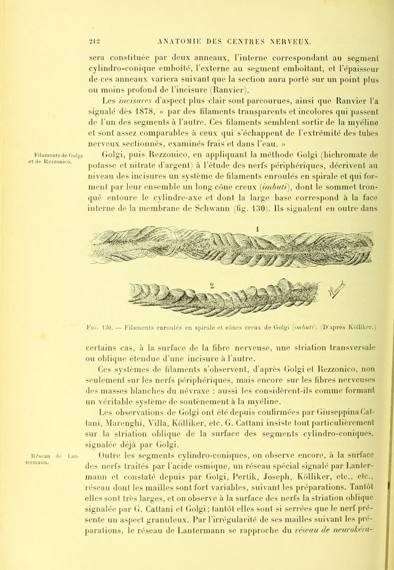 sera constituée par deux anneaux, l’interne correspondant au segment cylindro-conique emboîté, l’externe au segment emboîtant, et l’épaisseur de ces anneaux variera suivant que la section aura porté sur un point plus ou moins profond de l’incisure (Ranvier). Les incisures d’aspect plus clair sont parcourues, ainsi que Ranvier l’a signalé dès 1878, « par des filaments transparents et incolores qui passent de l’un des segments à l’autre. Ces filaments semblent sortir de la myéline et sont assez comparables à ceux qui s’échappent de l’extrémité des tubes nerveux sectionnés, examinés frais et dans l’eau. » eGoigi Golgi, puis Rezzonico, en appliquant la méthode Golgi (bichromate de co' potasse et nitrate d’argent) à l’étude des nerfs périphériques, décrivent au niveau des incisures un système de filaments enroulés en spirale et qui for- ment par leur ensemble un long cône creux (imbuti), dont le sommet tron- qué entoure le cylindre-axe et dont la large base correspond à la face interne de la membrane de Schwann (fig. 130). Ils signalent en outre dans Fig. 130. — Filaments enroulés en spirale et cônes creux de Golgi [imbuti). (D’après Kolliker.) certains cas, à la surface de la fibre nerveuse, une striation transversale ou oblique étendue d’une incisure à l’autre. Ces systèmes de filaments s’observent, d’après Golgi et Rezzonico, non seulement sur les nerfs périphériques, mais encore sur les fibres nerveuses des masses blanches du névraxe : aussi les considèrent-ils comme formant un véritable système de soutènement à la myéline. Les observations de Golgi ont été depuis confirmées par GiuseppinaCat- tani, Marenghi, Villa, Kolliker, etc. G. Cattani insiste tout particulièrement sur la striation oblique de la surface des segments cylindro-coniques, signalée déjà par Golgi. Lan- Outre les segments cylindro-coniques, on observe encore, à la surface des nerfs traités par l’acide osmique, un réseau spécial signalé par Lanter- mann et constaté depuis par Golgi, Pertik, Joseph, Kolliker, etc., etc., réseau dont les mailles sont fort variables, suivant les préparations. Tantôt elles sont très larges, et on observe à la surface des nerfs la striation oblique signalée par G. Cattani et Golgi; tantôt elles sont si serrées que le nerf pré- sente un aspect granuleux. Par l’irrégularité de ses mailles suivant les pré- parations, le réseau de Lantermann se rapproche du réseau de neurokém-