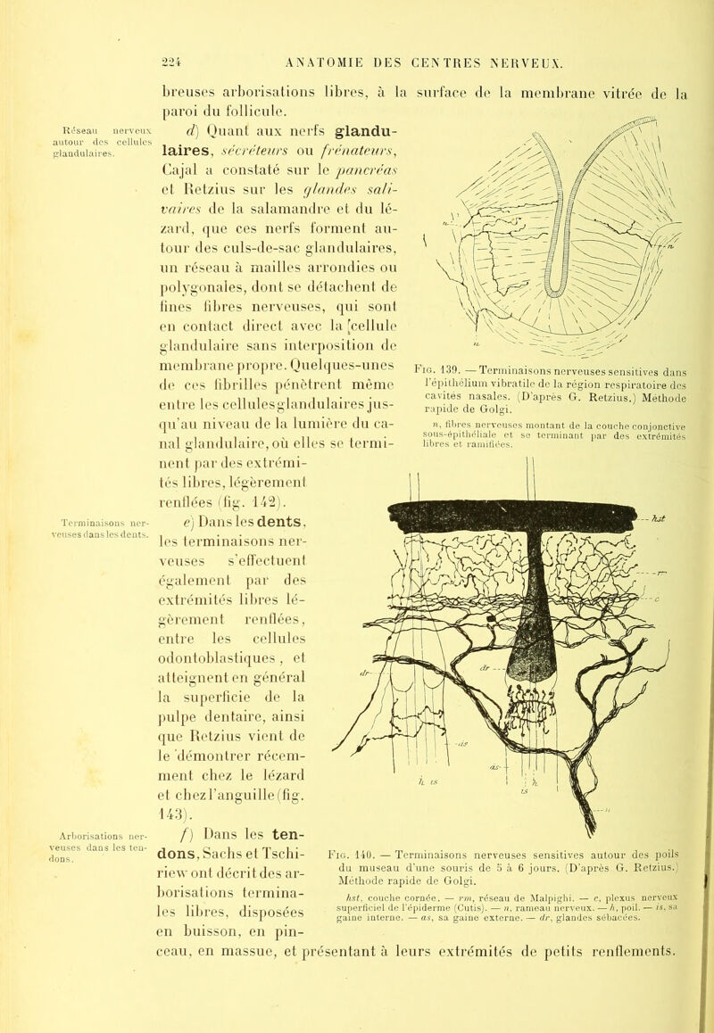 breuses arborisations libres, paroi du follicule. d) Quant aux nerfs glandu- laires, sécréteurs ou frénateurs, Cajal a constaté sur le pancréas et Retzius sur les glandes sali- vaires de la salamandre et du lé- zard, que ces nerfs forment au- tour des culs-de-sac glandulaires, un réseau à mailles arrondies ou polygonales, dont se détachent de Unes fibres nerveuses, qui sont en contact direct avec la [cellule glandulaire sans interposition de membrane propre. Quelqu» de ces fibrilles pénètrent entre les cellulesglandulai qu’au niveau de la lumière du ca- nal glandulaire,où elles se termi- nent par des extrémi- tés libres, légèrement renflées (fig. 142). ë) Dans les dents. la surface de la membrane vitrée de la veuses également par des extrémités libres lé- gèrement renflées, entre les cellules odontoblastiques , et atteignent en général la superficie de la pulpe dentaire, ainsi que Retzius vient de le démontrer récem- ment chez le lézard et chez l’anguille (fig. 143). /) Dans les ten- dons, Sachs et Tschi- riew ont décrit des ar- borisations termina- les libres, disposées en buisson, en pin- ceau, en massue, et présentant à leurs extrémités de petits renflements. (D’après0 G. Retzhis.)