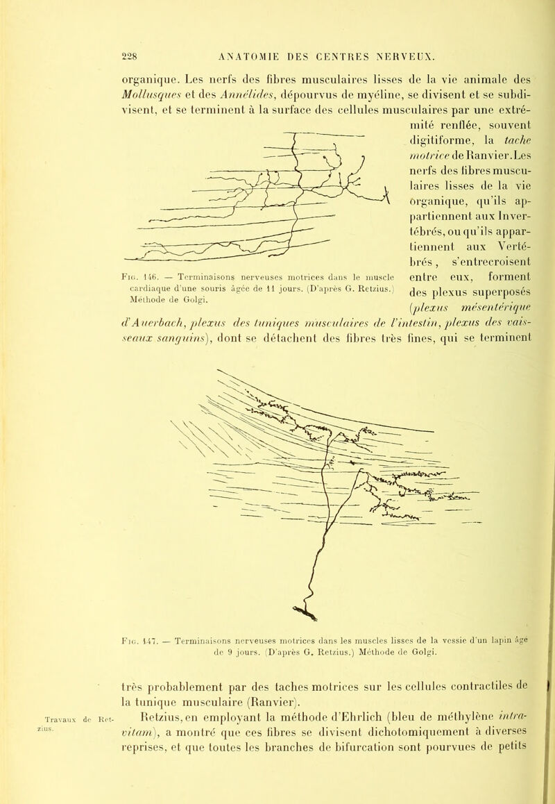 organique. Les nerfs des fibres musculaires lisses de la vie animale des Mollusques et des Annélides, dépourvus de myéline, se divisent et se subdi- visent, et se terminent à la surface des cellules musculaires par une extré- mité renflée, souvent digitiforme, la tache motrice de Ranvier.Les nerfs des libres muscu- laires lisses de la vie Organique, qu’ils ap- partiennent aux Inver- tébrés, ou qu’ils appar- tiennent aux Verté- brés , s’entrecroisent entre eux, forment des plexus superposés (plexus mésentérique d’Auerbach, plexus des tuniques musculaires de l’intestin, plexus des vais- seaux sanguins), dont se détachent des fibres très fines, qui se terminent Fig. 147. — Terminaisons nerveuses motrices dans les muscles lisses de la vessie d’un lapin âgé de 9 jours. (D’après G. Retzius.) Méthode de Golgi. très probablement par des taches motrices sur les cellules contractiles de la tunique musculaire (Ranvier). Retzius, en employant la méthode d’Ehrlich (bleu de méthylène intra- vitam), a montré que ces fibres se divisent dichotomiquement à diverses reprises, et que toutes les branches de bifurcation sont pourvues de petits cardiaque d’une souris âgée de 11 jours. (D'après G. Retzius.) Méthode de Golgi.