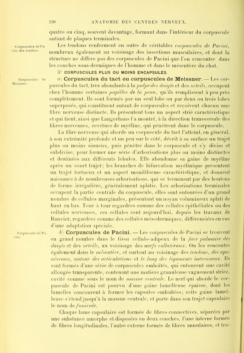 quatre ou cinq, souvent davantage, formant dans l’intérieur du corpuscule autant de plaques terminales. Corpuscules dePa- Les tendons renferment en outre de véritables corpuscules de Pacini, im des tendons. nombreux également au voisinage des insertions musculaires, et dont la structure ne diffère pas des corpuscules de Pacini que l’on rencontre dans les couches sous-dermiques de l’homme et dans le mésentère du chat. 3° CORPUSCULES PLUS OU MOINS ENCAPSULÉS. Corpuscules de ü Corpuscules du tact ou corpuscules de Meissner. — Les cor- puscules du tact, très abondants à la pulpe des doigts et des orteils, occupent chez l’homme certaines papilles de la peau, qu’ils remplissent à peu près complètement. Ils sont formés par un seul lobe ou par deux ou trois lobes superposés, qui constituent autant de corpuscules et reçoivent chacun une fibre nerveuse distincte. Ils présentent tous un aspect strié caractéristique et qui tient, ainsi que Langerhans l’a montré, à la direction transversale des fibres nerveuses, revêtues de myéline, qui pénètrent dans le corpuscule. La fibre nerveuse qui aborde un corpuscule du tact l’atteint, en général, à son extrémité profonde et un peu sur le côté, décrit à sa surface un trajet plus ou moins sinueux, puis pénètre dans le corpuscule et s’y divise et subdivise, pour former une série d’arborisations plus ou moins distinctes et destinées aux différents lobules. Elle abandonne sa gaine de myéline après un court trajet; les branches de bifurcation myélinique présentent un trajet tortueux et un aspect moniliforme caractéristique, et donnent naissance à de nombreuses arborisations, qui se terminent par des boutons de forme irrégulière, généralement aplatis. Les arborisations terminales occupent la partie centrale du corpuscule, elles sont entourées d’un grand nombre de cellules marginales, présentant un noyau volumineux aplati de haut en bas. Tour à tour regardées comme des cellules épithéliales ou des cellules nerveuses, ces cellules sont aujourd’hui, depuis les travaux de Ranvier, regardées comme des cellules mésodermiques, différenciées en vue d’une adaptation spéciale. corpuscules de Pa- b Corpuscules de Pacini. — Les corpuscules de Pacini se trouvent en grand nombre dans le tissu cellulo-adipeux de la face palmaire des doigts et des orteils, au voisinage des nerfs collatéraux. On les rencontre également dans le mésentère, et surtout au voisinage des tendons, des apo- névroses, autour des articulations et le long des ligaments interosseux. Ils sont formés d’une série de corpuscules emboîtés, qui entourent une cavité allongée transparente, contenant une matière granuleuse vaguement striée, cavité connue sous le nom de massue centrale. Le nerf qui aborde le cor- puscule de Pacini est pourvu d’une gaine lamelleuse épaisse, dont les lamelles concourent à former les capsules emboîtées; cette gaine lamel- leuse s’étend jusqu’à la massue centrale, et porte dans son trajet capsulaire le nom de funicule. Chaque lame capsulaire est formée de fibres connectives, séparées par une substance amorphe et disposées en deux couches, l’une interne formée de fibres longitudinales, l’autre externe formée de fibres annulaires, et tra-