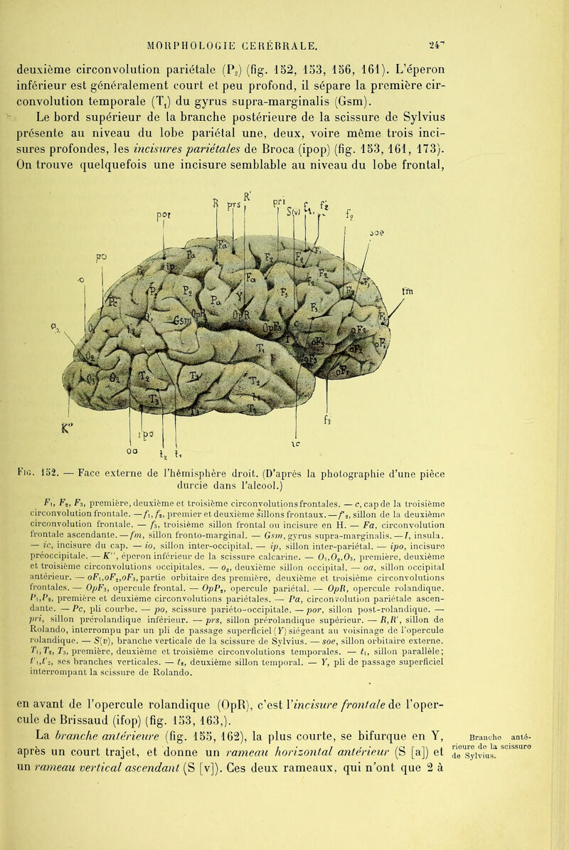 deuxième circonvolution pariétale (P2) (fig. 152, 153, 156, 161). L’éperon inférieur est généralement court et peu profond, il sépare la première cir- convolution temporale (Tt) du gyrus supra-marginalis (Gsm). Le bord supérieur de la branche postérieure de la scissure de Sylvius présente au niveau du lobe pariétal une, deux, voire môme trois inci- sures profondes, les incisures 'pariétales de Broca (ipop) (fig. 153, 161, 173). On trouve quelquefois une incisure semblable au niveau du lobe frontal, Fig. 152. — Face externe de l’hémisphère droit. (D’après la photographie d’une pièce durcie dans l’alcool.) Fi, Fs, F,, première, deuxième et troisième circonvolutions frontales. — c, cap de la troisième circonvolution frontale. —fi, premier et deuxième sillons frontaux. —f°, sillon de la deuxième circonvolution frontale. — f3, troisième sillon frontal ou incisure en H. — Fa, circonvolution frontale ascendante, —fm, sillon fronto-marginal. — Gsm, gyrus supra-marginalis. — T, insula. — ic, incisure du cap. — io, sillon inter-occipital. — ip, sillon inter-pariétal. — ipo, incisure préoccipitale. — K”, éperon inférieur de la scissure calcarine. — 0[,02,03, première, deuxième et troisième circonvolutions occipitales. — o.2, deuxième sillon occipital. — oa, sillon occipital antérieur. — oFuoF2,oF3, partie orbitaire des première, deuxième et troisième circonvolutions frontales. — OpF3, opercule frontal. — OpP., opercule pariétal. — OpR, opercule rolandique. hi,Ps, première et deuxième circonvolutions pariétales. —■ Pa, circonvolution pariétale ascen- dante. — Pc, pli courbe. —■ po, scissure pariéto-occipitale. — por, sillon post-rolandique. — pri, sillon prérolandique inférieur. — prs, sillon prérolandique supérieur. — R, R1, sillon de Rolando, interrompu par un pli de passage superficiel (F) siégeant au voisinage de l’opercule rolandique. — S(v), branche verticale de la scissure de Sylvius. — soe, sillon orbitaire externe. T\,Tî, T3, première, deuxième et troisième circonvolutions temporales. — U, sillon parallèle; ses branches verticales. — U, deuxième sillon temporal. — Y, pli de passage superficiel interrompant la scissure de Rolando. en avant de l’opercule rolandique (OpR), c’est Yincisure frontale de l’oper- cule de Brissaud (ifop) (fig. 153, 163,). La branche antérieure (fig. 155, 162), la plus courte, se bifurque en Y, après un court trajet, et donne un rameau horizontal antérieur (S [a]) et un rameau vertical ascendant (S [v]). Ces deux rameaux, qui n’ont que 2 à