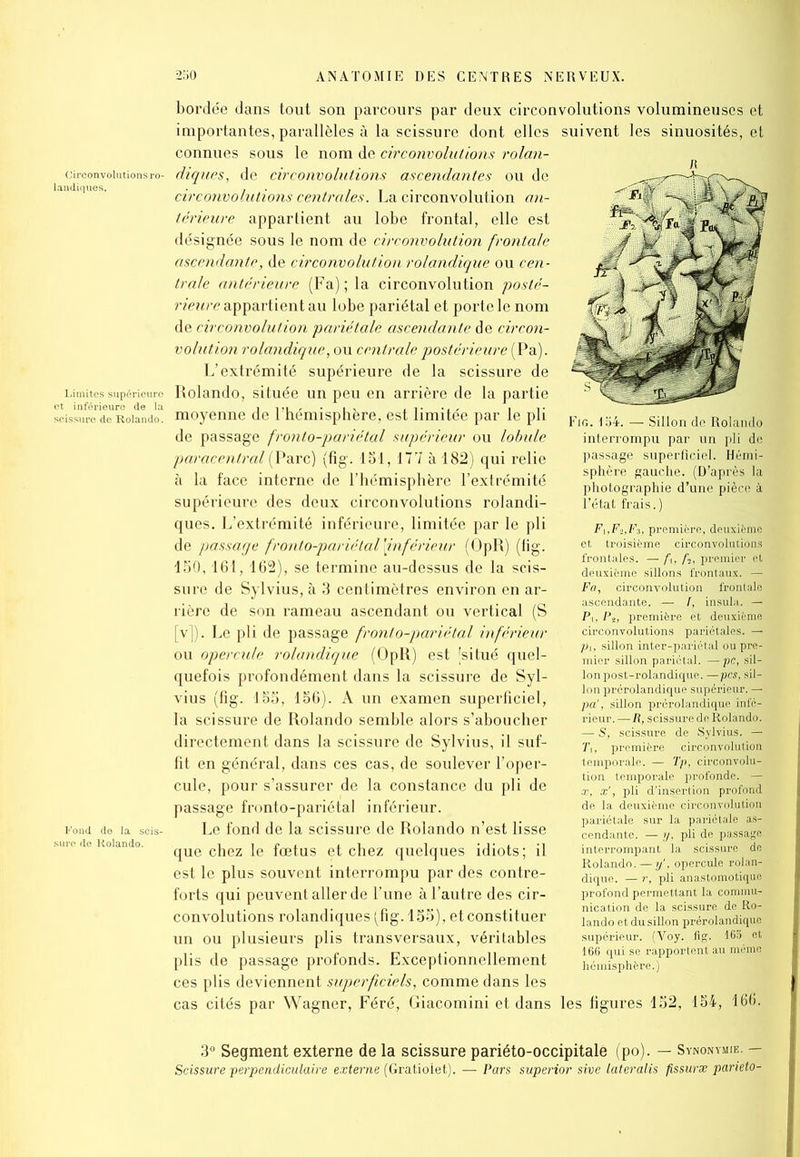 landiques. Limites supérieure et inférieure de la scissure de Rolando. Fond de la scis- sure de Rolando. bordée dans tout son parcours par deux circonvolutions volumineuses et importantes, parallèles à la scissure dont elles suivent les sinuosités, et connues sous le nom de circonvolutions rolan- diques, de circonvolutions ascendantes ou de circonvolutions centrales. La circonvolution an- térieure appartient au lobe frontal, elle est désignée sous le nom de circonvolution frontale ascendante, de circonvolution rolandique ou cen- trale antérieure (Fa); la circonvolution 'posté- rieure appartient au lobe pariétal et porte le nom de circonvolution pariétale ascendante de circon- volution rolandique, ou centrale postérieure {Va). L’extrémité supérieure de la scissure de Rolando, située un peu en arrière de la partie moyenne de l’hémisphère, est limitée par le pli de passage fronto-pariétal supérieur ou lobide paracentral (Parc) (fig. 151, 177 à 182) qui relie à la face interne de l’hémisphère l’extrémité supérieure des deux circonvolutions rolandi- ques. L'extrémité inférieure, limitée par le pli de passage fronto-pariétal [inférieur (OpR) (tig. 150,161, 162), se termine au-dessus de la scis- sure de Sylvius, à 3 centimètres environ en ar- rière de son rameau ascendant ou vertical (S [v]). Le pli de passage fronto-pariétal inférieur ou opercule rolandique (OpR) est [situé quel- quefois profondément dans la scissure de Syl- vius (fig. 155, 156). A un examen superficiel, la scissure de Rolando semble alors s’aboucher directement dans la scissure de Sylvius, il suf- fit en général, dans ces cas, de soulever l’oper- cule, pour s’assurer de la constance du pli de passage fronto-pariétal inférieur. Le fond de la scissure de Rolando n’est lisse que chez le fœtus et chez quelques idiots; il est le plus souvent interrompu par des contre- forts qui peuvent aller de l’une à l’autre des cir- convolutions rolandiques(Tig.l55), et constituer un ou plusieurs plis transversaux, véritables plis de passage profonds. Exceptionnellement ces plis deviennent superficiels, comme dans les cas cités par Wagner, Féré, Giacomini et dans les figures 152, 154, 166. Fig. 154. — Sillon do Rolando interrompu par un pli de passage superficiel. Hémi- sphère gauche. (D’après la photographie d’une pièce à l’état frais.) Fi,F->,F3, première, deuxième et troisième circonvolutions frontales. — fh f«, premier et déuxième sillons frontaux. — Fa, circonvolution frontale ascendante. — /, insula. — Pi, P2, première et deuxième circonvolutions pariétales. — pi, sillon inter-pariétal ou pre- mier sillon pariétal. — pc, sil- lon post-rolandique.—persil- ; Ion prérolandique supérieur. — pa', sillon prérolandique infé- rieur. — R, scissure de Rolando. — S, scissure de Sylvius. — T,, première circonvolution temporale. — Tp, circonvolu- tion temporale profonde. — x, x', pli d’insertion profond de la deuxième circonvolution pariétale sur la pariétale as- cendante. — y, pli de passage interrompant la scissure de Rolando.— y’, opercule rolan- dique. — r, pli anastomotique profond permettant la commu- nication de la scissure de Ro- lando et du sillon prérolandique supérieur. (Voy. fig. 165 et 166 qui se rapportent au même hémisphère.) 3° Segment externe de la scissure pariéto-occipitale (po). — Synonymie. — Scissure perpendiculaire externe (Gratiolet). — Pars superior sive lateralis fissuræ parieto-