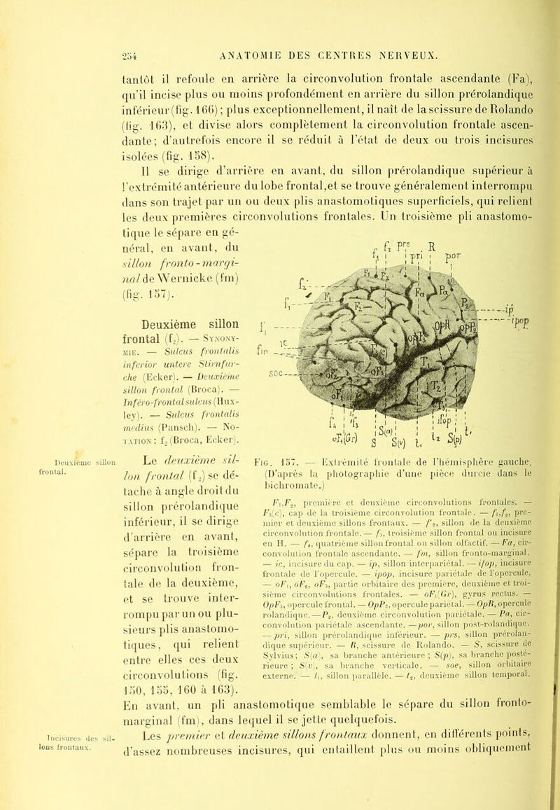 Deuxfômc sillon frontal. Incisures des sil- tantôt il refoule en arrière la circonvolution frontale ascendante (Fa), qu’il incise plus ou moins profondément en arrière du sillon prérolandique inférieur (fig. 166) ; plus exceptionnellement , il naît de la scissure de Rolando (lig. 163), et divise alors complètement la circonvolution frontale ascen- dante; d’autrefois encore il se réduit à l’état de deux ou trois incisures isolées (fig. 188). Il se dirige d’arrière en avant, du sillon prérolandique supérieur à l’extrémité antérieure du lobe frontal,et se trouve généralement interrompu dans son trajet par un ou deux plis anastomotiques superficiels, qui relient les deux premières circonvolutions frontales. Un troisième pli anastomo- tique le sépare en gé- néral, en avant, du .sillon fronto - margi- nal de Wernicke (fm) (fig. 157). Deuxième sillon frontal (f2). — Synony- mie. — Sulcus frontalis inferior untere Stirnfur- che (Eclcer). — Deuxième sillon frontal (Broca). — Inféro-frontalsulcus (Hux- ley). — Sulcus frontalis médius (Pansch). — No- tation : f2 (Broca, Eclcer). Le deuxième sil- lon frontal (f 2) se dé- tache à angle droit du sillon prérolandique inférieur, il se dirige d’arrière en avant, sépare la troisième circonvolution fron- tale de la deuxième, et se trouve inter- rompu par un ou plu- sieurs plis anastomo- tiques, qui relient entre elles ces deux circonvolutions (fig. 150, 155, 160 à 163). En avant, un pli anastomotique semblable le sépare du sillon fronto- marginal (fm), dans lequel il se jette quelquefois. Les premier et deuxième sillons frontaux donnent, en différents points, d’assez nombreuses incisures, qui entaillent plus ou moins obliquement Fi,F„, première et deuxième circonvolutions frontales. — F3(c), cap de la troisième circonvolution frontale. — fnfu pre- mier et deuxième sillons frontaux. — f s, sillon de la deuxième circonvolution frontale. — f%, troisième sillon frontal ou incisure en H. — ft, quatrième sillon frontal ou sillon olfactif. — Fa, cir- convolution frontale ascendante. — fm, sillon ïronto-marginal. — ic, incisure du cap. — ip, sillon interpariétal. — ifop, incisure frontale de l’opercule. — ipop, incisure pariétale de l’opercule. — oFi, oF.,, oFi, partie orbitaire des première, deuxième et troi- sième circonvolutions frontales. — oFfGr), gyrus rectus. — OpF3, opercule frontal. — OpP>, opercule pariétal. — OpR, opercule rolandique. — Ps, deuxième circonvolution pariétale. — Pa, cir- convolution pariétale ascendante. —por, sillon post-rolandiquc. — pri, sillon prérolandique inférieur. — prs, sillon prérolan- dique supérieur. — R, scissure de Rolando. — S, scissure de Sylvius; S (a), sa branche antérieure; S(p), sa branche posté- rieure ; S(v), sa branche verticale. — soe, sillon orbitaire externe. — h, sillon parallèle. —ts, deuxième sillon temporal.