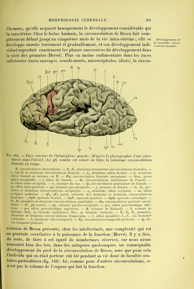 J’homme, qu’elle acquiert brusquement le développement considérable qui la caractérise. Chez le fœtus humain, la circonvolution de Broca fait com- plètement défaut jusqu’au cinquième mois de la vie intra-utérine ; elle se Déveioppemeut d développe ensuite lentement et graduellement, et son développement indi- voiutTonèfrLtaie°n viduel reproduit exactement les phases successives du développement dans la série des primates (Hervé). Plus ou moins rudimentaire dans les races inférieures (races sauvages, sourds-muets, microcéphales, idiots), la circon- Fig. 162. — Face externe de l’hémisphère gauche. (D’après la photographie d’une pièce durcie dans l’alcool.) Le pli courbe est coloré en bleu, la troisième circonvolution frontale en rouge. D, circonvolution descendante. —F2, F3, deuxième et troisième circonvolutions frontales, r- c, cap de la troisième circonvolution frontale. — deuxième sillon frontal. — fs, troisième sillon frontal ou incisure en H. — Fa, circonvolution frontale ascendante. — Gsm, gyrus supra-marginalis. — i, sillon de l’insula. — la, circonvolutions antérieures de l’insula. — io, sillon inter-occipital. — ic, incisure du cap. — Ip, circonvolution postérieure de l’insula. — ip, sillon inter-pariétal. — ipo, incisure pré-occipitale. — j, incisure de Jensen. — Oi, 02, pre- mière et deuxième circonvolutions occipitales. — o2, deuxième sillon occipital. — oa, sillon occipital antérieur. — oF», oF3, partie orbitaire des deuxième et troisième circonvolutions frontales. — OpF, opercule frontal. — OpP, opercule pariétal. — OpR, opercule rolandique. — P\, Pî, première et deuxième circonvolutions pariétales. — Pa, circonvolution pariétale ascen- dante. — Pc, pli courbe. — po, scissure pariéto-occipitale. — pri, sillon prérolandique infé- rieur. — prs, sillon prérolandique supérieur. — R, scissure de Rolando. — S, scissure de Sylvius; S(a), sa branche antérieure; S[v), sa branche verticale. — Ti, Ta, T3, première, deuxième et troisième circonvolutions temporales. — t, sillon parallèle; t\, t\, ses branches verticales. — <2, deuxième sillon temporal. — Tp, circonvolution temporale profonde. — ip, sil- - Ion temporal profond. volution de Broca présente, chez les intellectuels, une complexité qui est -en générale corrélative à la puissance de la fonction (Hervé). Il y a lieu, du reste, de faire à cet égard de nombreuses réserves, car nous avons rencontré bien des fois, dans des autopsies quelconques, un remarquable développement du pied de la circonvolution de Broca, sans que pour cela l’individu qui en était porteur eût été pendant sa vie doué de facultés ora- toires particulières (fig. 188). Ici, comme pour d’autres circonvolutions, ce n’est pas le volume de l’organe qui fait la fonction.