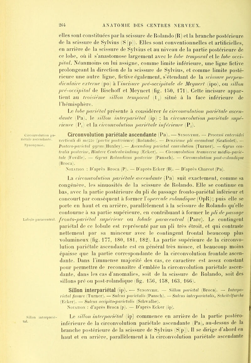 elles sont constituées par la scissure de Rolando (R) et la branche postérieure de la scissure de Sylvius (S [p]). Elles sont conventionnelles et artificielles, en arrière de la scissure de Sylvius et au niveau de la partie postérieure de ce lobe, où il s’anastomose largement avec le lobe temporal et le lobe occi- pital. Néanmoins on lui assigne, comme limite inférieure, une ligne fictive prolongeant la direction de la scissure de Sylvius, et comme limite posté- rieure une autre ligne, fictive également, s’étendant de la scissure perpen- diculaire externe (po) à Vincisure pré-occipitale cle Meynert (ipo), ou sillon pré-occipital de Rischoff et Meynert (fig. loO, 171). Cette incisure appar- tient au troisième sillon temporal (t3) situé à la face inférieure de l’hémisphère. Le lobe pariétal présente à considérer la circonvolution pariétale ascen- dante (Pa), le sillon interpariétal (ip) : la circonvolution pariétale supé- rieure (P, ) et la circonvolution pariétale inférieure (IV). Circonvolution pariétale ascendante (Pa). — Synonymie. — Processi enteroidei verticali di mezzo (partie postérieure) (Rolando). — Deuxième pli ascendant (Gratiolet). — Postero-parietal gyrus(Huxley).— Ascending pariétal convolution (Turner). — Gyrus cen- trale posterior, Hintere Centralwindung (Ecker). — Circonvolution transverse médio-parié- tale (Foville). — Gyrus Rolandicus posterior (Pansch). — Circonvolution post-rolandique (Rroca). Notation : D’après Broca (P). — D’après Ecker (B). — D’après Charcot (Pa). La circonvolution pariétale ascendante (Pa) suit exactement, comme sa congénère, les sinuosités de la scissure de Rolando. Elle se continue en bas, avec la partie postérieure du pli de passage fronto-pariétal inférieur et concourt par conséquent à former Y opercule rolandique (OpR); puis elle se porte en haut et en arrière, parallèlement à la scissure de Rolando qu’elle contourne à sa partie supérieure, en contribuant à former le pli de passage Lobuleparaeentrai. fronto-pariétal supérieur ou lobule paracentral (Parc). Le contingent pariétal de ce lobule est représenté par un pli très étroit, et qui contraste nettement par sa minceur avec le contingent frontal beaucoup plus volumineux (fig. 177, 180, 181, 182). La partie supérieure de la circonvo- lution pariétale ascendante est en général très mince, et beaucoup moins épaisse que la partie correspondante de la circonvolution frontale ascen- dante. Dans l’immense majorité des cas, ce caractère est assez constant pour permettre de reconnaître d’emblée la circonvolution pariétale ascen- dante, dans les cas d’anomalies, soit de la scissure de Rolando, soit des sillons pré ou post-rolandique (fig. 156, 168, 163, 166). Sillon interpariétal (ip). — Synonymie. — Sillon pariétal (Broca). — Interpa- rietal fissure (Turner). — Sulcus parietalis (Pansch). —Sulcus interparietalis, Scheitclfurche (Ecker). — Sulcus occipito-parietalis (Schwalbe). Notation : d’après Broca (p). — D’après Ecker (ip). smon interparié- Le sillon interpariétal (ip) commence en arrière de la partie postéro- tal’ inférieure de la circonvolution pariétale ascendante (Pa), au-dessus de la branche postérieure de la scissure de Sylvius (S[p]). Il se dirige d’abord en haut et en arrière, parallèlement à la circonvolution pariétale ascendante Circonvolution pa- riétale ascendante. Synonymie.