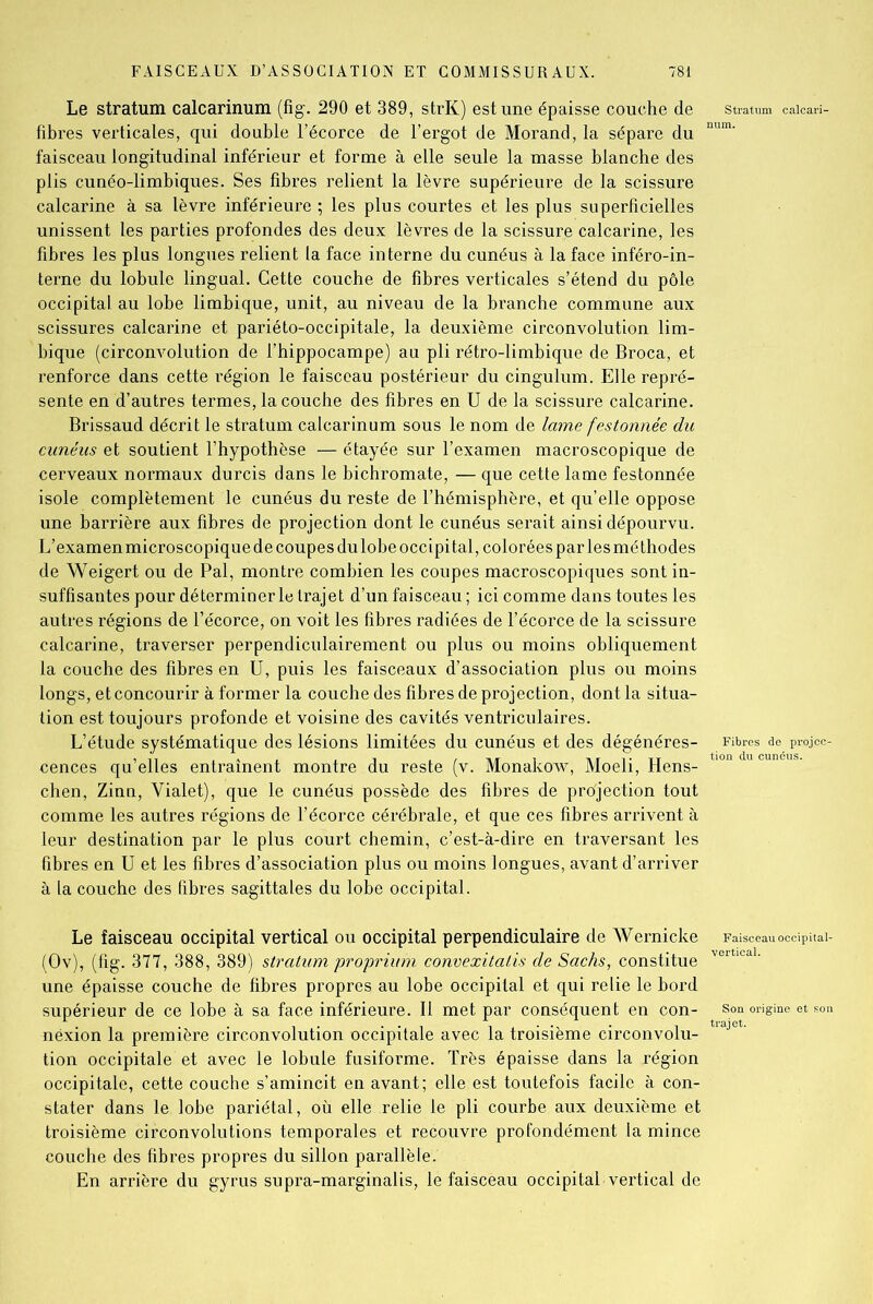 Le stratum calcarinum (fig. 290 et 389, strK) est une épaisse couche de stratum caicari- fibres verticales, qui double l’écorce de l’ergot de Morand, la sépare du num‘ faisceau longitudinal inférieur et forme à elle seule la masse blanche des plis cunéo-limbiques. Ses fibres relient la lèvre supérieure de la scissure calcarine à sa lèvre inférieure ; les plus courtes et les plus superficielles unissent les parties profondes des deux lèvres de la scissure calcarine, les fibres les plus longues relient la face interne du cunéus à la face inféro-in- terne du lobule lingual. Cette couche de fibres verticales s’étend du pôle occipital au lobe limbique, unit, au niveau de la branche commune aux scissures calcarine et pariéto-occipitale, la deuxième circonvolution lim- bique (circonvolution de l’hippocampe) au pli rétro-limbique de Broca, et renforce dans cette région le faisceau postérieur du cingulum. Elle repré- sente en d’autres termes, la couche des fibres en U de la scissure calcarine. Brissaud décrit le stratum calcarinum sous le nom de lame festonnée du cunéus et soutient l’hypothèse — étayée sur l’examen macroscopique de cerveaux normaux durcis dans le bichromate, — que cette lame festonnée isole complètement le cunéus du reste de l’hémisphère, et qu’elle oppose une barrière aux fibres de projection dont le cunéus serait ainsi dépourvu. L’examenmicroscopiquede coupes du lobe occipital, coloréesparlesméthodes de Weigert ou de Pal, montre combien les coupes macroscopiques sont in- suffisantes pour déterminer le trajet d’un faisceau ; ici comme dans toutes les autres régions de l’écorce, on voit les fibres radiées de l’écorce de la scissure calcarine, traverser perpendiculairement ou plus ou moins obliquement la couche des fibres en U, puis les faisceaux d’association plus ou moins longs, et concourir à former la couche des fibres de projection, dont la situa- tion est toujours profonde et voisine des cavités ventriculaires. L’étude systématique des lésions limitées du cunéus et des dégénérés- Fibres de projcc- cences qu’elles entraînent montre du reste (v. Monakow, Moeli, Hens- ‘°n ucunu‘ chen, Zinn, Yialet), que le cunéus possède des fibres de protection tout comme les autres régions de l’écorce cérébrale, et que ces fibres arrivent à leur destination par le plus court chemin, c’est-à-dire en traversant les fibres en U et les fibres d’association plus ou moins longues, avant d’arriver à la couche des fibres sagittales du lobe occipital. Le faisceau occipital vertical ou occipital perpendiculaire de Wernicke Faisceauoccipitai- (Ov), (fig. 377, 388, 389) stratum proprium convexitalis de Sachs, constitue V0rtioa1' une épaisse couche de fibres propres au lobe occipital et qui relie le bord supérieur de ce lobe à sa face inférieure. Il met par conséquent en con- son origine et son néxion la première circonvolution occipitale avec la troisième circonvolu- t ajet tion occipitale et avec le lobule fusiforme. Très épaisse dans la région occipitale, cette couche s’amincit en avant; elle est toutefois facile à con- stater dans le lobe pariétal, où elle relie le pli courbe aux deuxième et troisième circonvolutions temporales et recouvre profondément la mince couche des fibres propres du sillon parallèle. En arrière du gyrus supra-marginalis, le faisceau occipital vertical de