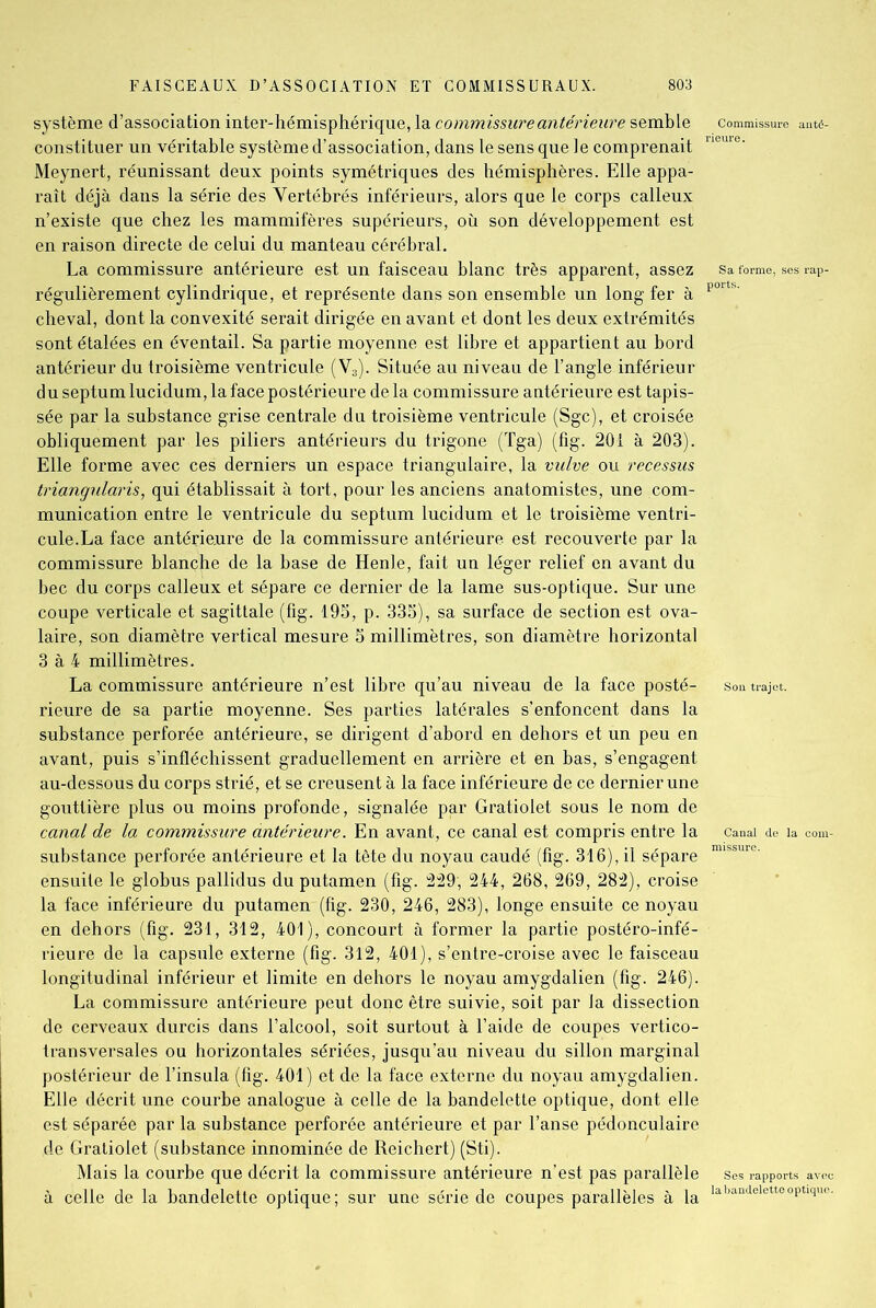 système d’association inter-hémisphérique, la commissure antérieure semble commissure auté- constituer un véritable système d’association, dans le sens que le comprenait neure' Meynert, réunissant deux points symétriques des hémisphères. Elle appa- raît déjà dans la série des Vertébrés inférieurs, alors que le corps calleux n’existe que chez les mammifères supérieurs, où son développement est en raison directe de celui du manteau cérébral. La commissure antérieure est un faisceau blanc très apparent, assez sa forme, ses rap- régulièrement cylindrique, et représente dans son ensemble un long fer à pors' cheval, dont la convexité serait dirigée en avant et dont les deux extrémités sont étalées en éventail. Sa partie moyenne est libre et appartient au bord antérieur du troisième ventricule (V3). Située au niveau de l’angle inférieur du septum lucidum, la face postérieure delà commissure antérieure est tapis- sée par la substance grise centrale du troisième ventricule (Sgc), et croisée obliquement par les piliers antérieurs du trigone (Tga) (fig. 201 à 203). Elle forme avec ces derniers un espace triangulaire, la vulve ou recessus triangularis, qui établissait à tort, pour les anciens anatomistes, une com- munication entre le ventricule du septum lucidum et le troisième ventri- cule.La face antérieure de la commissure antérieure est recouverte par la commissure blanche de la base de Henle, fait un léger relief en avant du bec du corps calleux et sépare ce dernier de la lame sus-optique. Sur une coupe verticale et sagittale (fig. 195, p. 335), sa surface de section est ova- laire, son diamètre vertical mesure 5 millimètres, son diamètre horizontal 3 à 4 millimètres. La commissure antérieure n’est libre qu’au niveau de la face posté- son trajet, rieure de sa partie moyenne. Ses parties latérales s’enfoncent dans la substance perforée antérieure, se dirigent d’abord en dehors et un peu en avant, puis s’infléchissent graduellement en arrière et èn bas, s’engagent au-dessous du corps strié, et se creusent à la face inférieure de ce dernier une gouttière plus ou moins profonde, signalée par Gratiolet sous le nom de canal de la commissure antérieure. En avant, ce canal est compris entre la canal de la com- substance perforée antérieure et la tête du noyau caudé (fig. 316), il sépare raissure- ensuite le globus pallidus du putamen (fig. 229', 244, 268, 269, 282), croise la face inférieure du putamen (fig. 230, 246, 283), longe ensuite ce noyau en dehors (fig. 231, 312, 401), concourt à former la partie postéro-infé- rieure de la capsule externe (fig. 312, 401), s’entre-croise avec le faisceau longitudinal inférieur et limite en dehors le noyau amygdalien (fig. 246)ÿ ,7» La commissure antérieure peut donc être suivie, soit par la dissection de cerveaux durcis dans l’alcool, soit surtout à l’aide de coupes vertico- transversales ou horizontales sériées, jusqu’au niveau du sillon marginal postérieur de l’insula (fig. 401) et de la face externe du noyau amygdalien. Elle décrit une courbe analogue à celle de la bandelette optique, dont elle est séparée par la substance perforée antérieure et par l’anse pédonculaire de Gratiolet (substance innommée de Reichert) (Sti). Mais la courbe que décrit la commissure antérieure n’est pas parallèle Ses rapports avec à celle de la bandelette optique; sur une série de coupes parallèles à la labandelette°Ptl(iue-