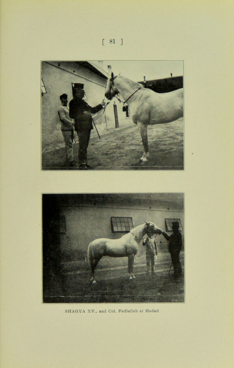 SHAGYA XV., and Col. Fadlallah el Hedad