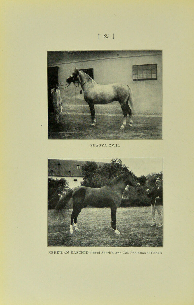 SHAGYA XVIII. KEHEILAN RASCHID sire of Slierifa, and Col. Fadlallah el Hedad