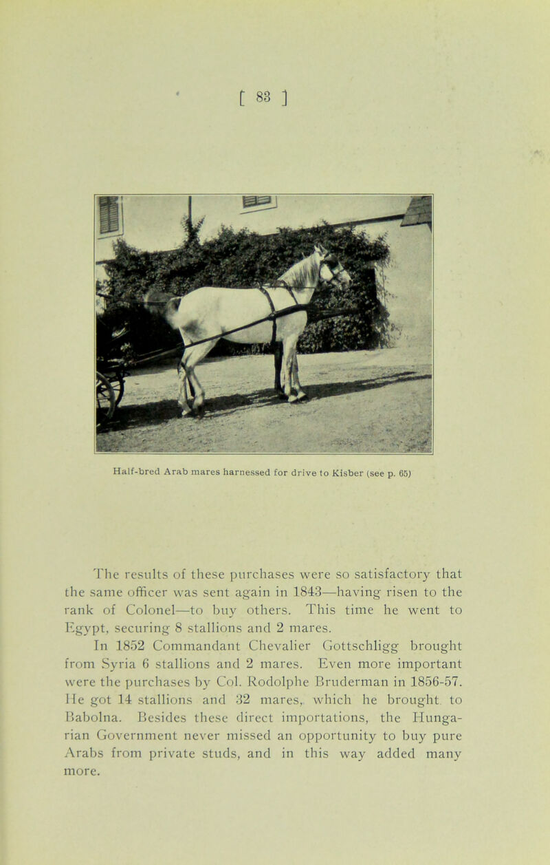 Half-bred Arab mares harnessed for drive to Kisber (see p. 65) The results of these purchases were so satisfactory that the same officer was sent again in 1843—having risen to the rank of Colonel—to buy others. This time he went to Egypt, securing 8 stallions and 2 mares. In 1852 Commandant Chevalier Gottschligg brought from Syria 6 stallions and 2 mares. Even more important were the purchases by Col. Rodolphe Bruderman in 1856-57. He got 14 stallions and 32 mares, which he brought to Babolna. Besides these direct importations, the Hunga- rian Government never missed an opportunity to buy pure Arabs from private studs, and in this way added many more.