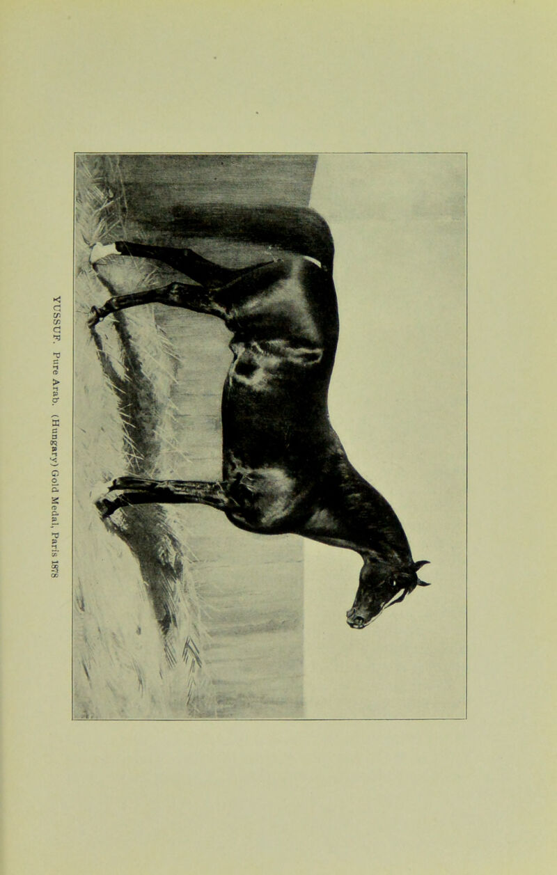 YUSSUF. Pure Arab. (Hungary) Gold Medal, Paris 1878