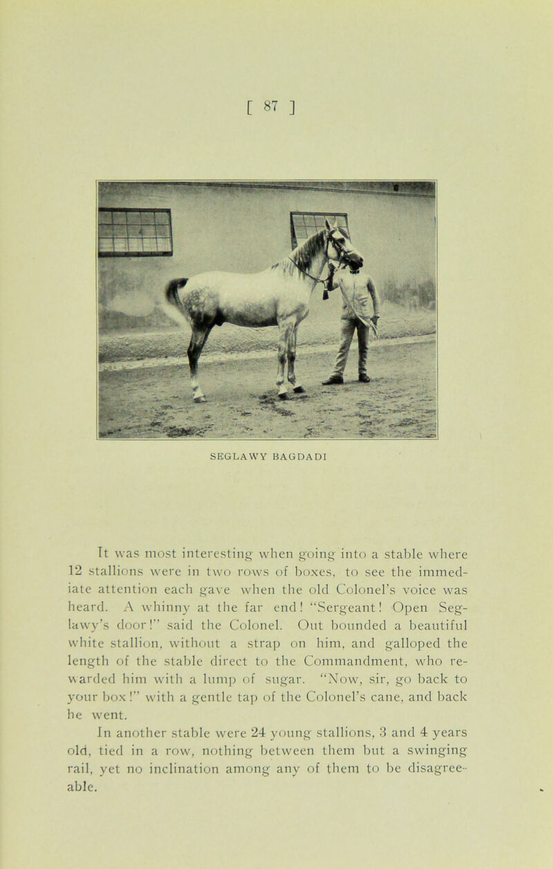 SEGLAWY BAGDADI It was most interesting when going into a stable where 12 stallions were in two rows of boxes, to see the immed- iate attention each gave when the old Colonel’s voice was heard. A whinny at the far end! “Sergeant! Open Seg- lawy’s door!” said the Colonel. Out bounded a beautiful white stallion, without a strap on him, and galloped the length of the stable direct to the Commandment, who re- warded him with a lump of sugar. “Now, sir, go back to your box !” with a gentle tap of the Colonel’s cane, and back he went. In another stable were 24 young stallions, 3 and 4 years old, tied in a row, nothing between them but a swinging rail, yet no inclination among any of them to be disagree- able.