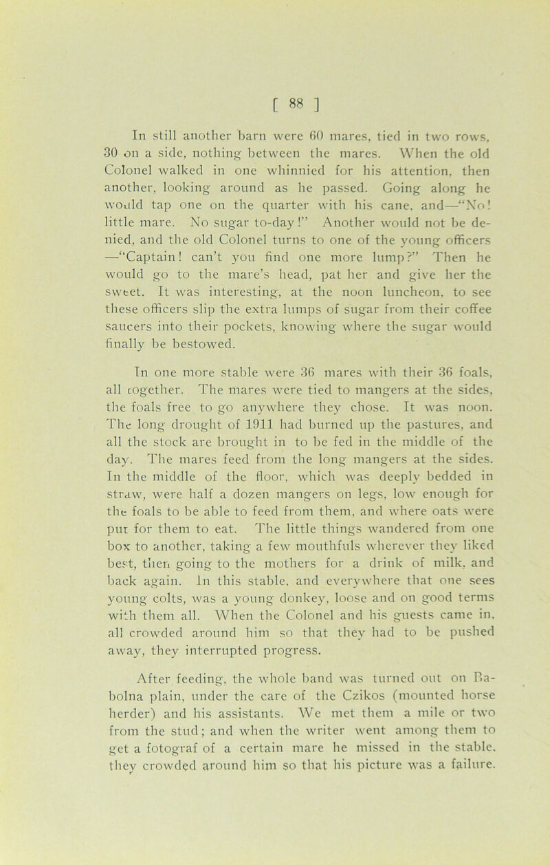 [ *8 ] In still another barn were 60 mares, tied in two rows, 30 on a side, nothing between the mares. When the old Colonel walked in one whinnied for his attention, then another, looking around as he passed. Going along he would tap one on the quarter with his cane, and—“No! little mare. No sugar to-day!” Another would not be de- nied. and the old Colonel turns to one of the young officers —“Captain! can’t you find one more lump?” Then he would go to the mare’s head, pat her and give her the sweet. It was interesting, at the noon luncheon, to see these officers slip the extra lumps of sugar from their coffee saucers into their pockets, knowing where the sugar would finally be bestowed. In one more stable were 36 mares with their 36 foals, all cogether. The mares were tied to mangers at the sides, the foals free to go anywhere they chose. It was noon. The long drought of 1911 had burned up the pastures, and all the stock are brought in to be fed in the middle of the day. The mares feed from the long mangers at the sides. In the middle of the floor, which was deeply bedded in straw, were half a dozen mangers on legs, low enough for the foals to be able to feed from them, and where oats were put for them to eat. The little things wandered from one box to another, taking a few mouthfuls wherever they liked best, then going to the mothers for a drink of milk, and back again. In this stable, and everywhere that one sees young colts, was a young donkey, loose and on good terms with them all. When the Colonel and his guests came in. all crowded around him so that they had to be pushed away, they interrupted progress. After feeding, the whole band was turned out on P>a- bolna plain, under the care of the Czikos (mounted horse herder) and his assistants. We met them a mile or two from the stud; and when the writer went among them to get a fotograf of a certain mare he missed in the stable, they crowded around him so that his picture was a failure.