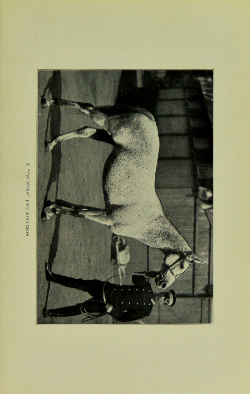 flea bitten ” pure Arab mare