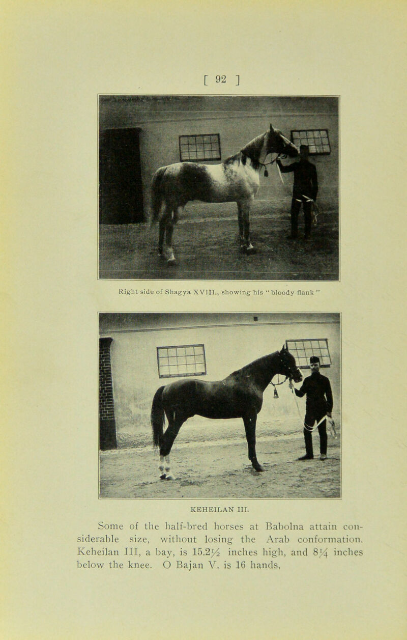 Right side of Shagya XVIII., showing his “bloody flank ” KEHEILAN III. Some of the half-bred horses at Babolna attain con- siderable size, without losing- the Arab conformation. Keheilan III, a bay, is 15.2^ inches high, and SJ.4 inches below the knee. O Bajan V, is 16 hands,