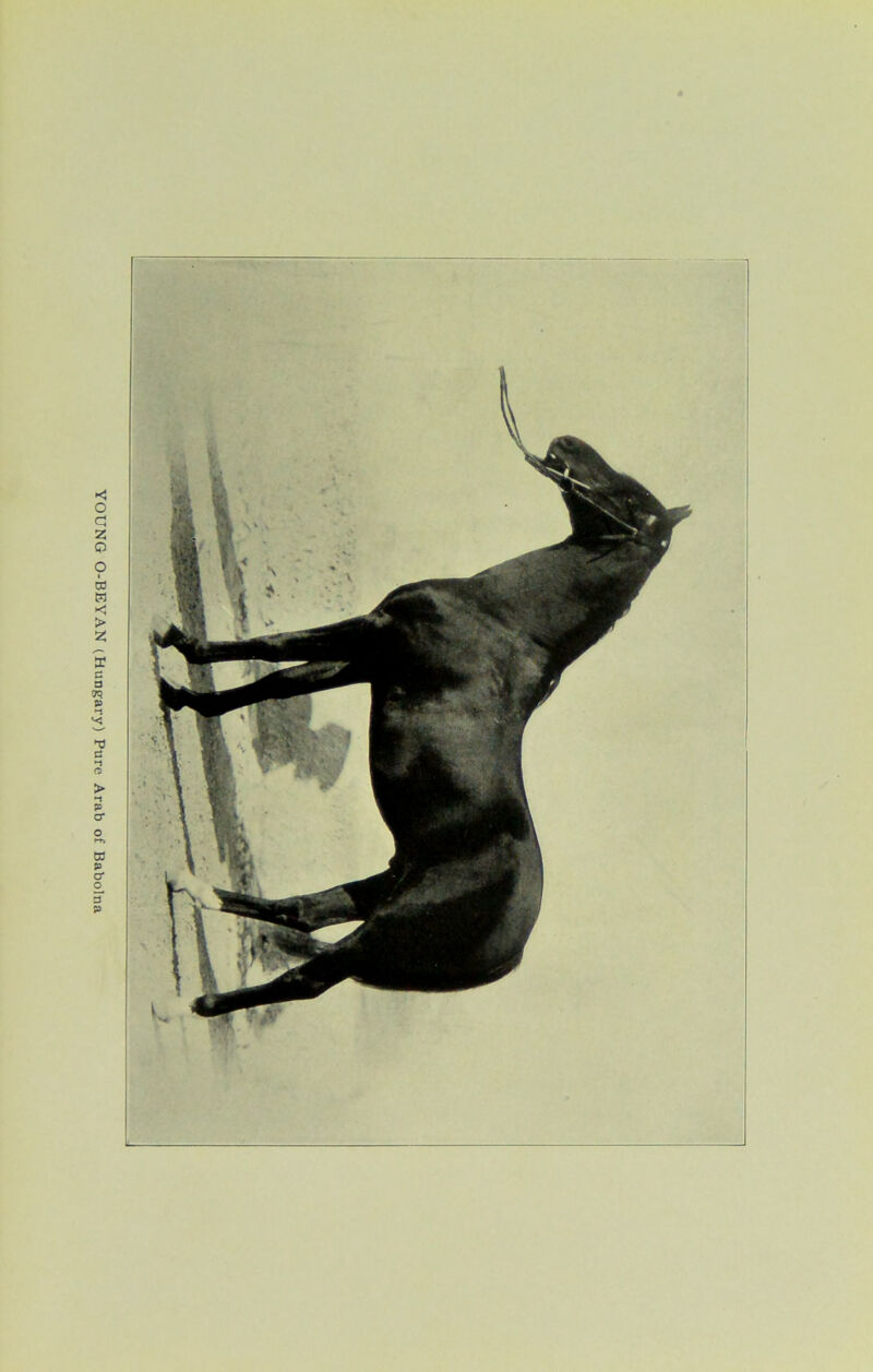 YOUNG O-BEYAN (Hungary) Pure Arab of Babolna