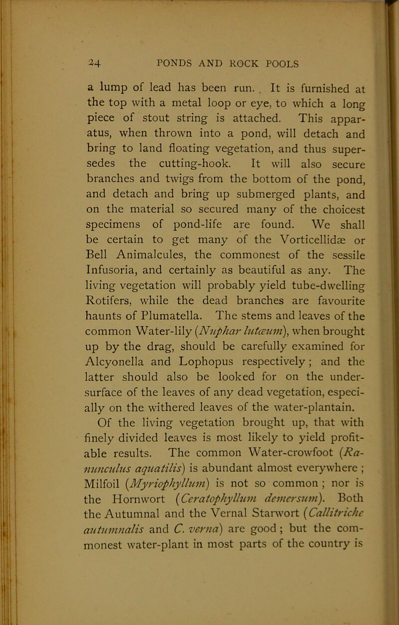 a lump of lead has been run. . It is furnished at the top with a metal loop or eye. to which a long piece of stout string is attached. This appar- atus, when thrown into a pond, will detach and bring to land floating vegetation, and thus super- sedes the cutting-hook. It will also secure branches and twigs from the bottom of the pond, and detach and bring up submerged plants, and on the material so secured many of the choicest specimens of pond-life are found. We shall be certain to get many of the Vorticellidae or Bell Animalcules, the commonest of the sessile Infusoria, and certainly as beautiful as any. The living vegetation will probably yield tube-dwelling Rotifers, while the dead branches are favourite haunts of Plumatella. The stems and leaves of the common Water-lily (Nnphar lutceum), when brought up by the drag, should be carefully examined for Alcyonella and Lophopus respectively; and the latter should also be looked for on the under- surface of the leaves of any dead vegetation, especi- ally on the withered leaves of the water-plantain. Of the living vegetation brought up, that with finely divided leaves is most likely to yield profit- able results. The common Water-crowfoot (Ra- nunculus aquatilis) is abundant almost everywhere ; Milfoil (Myriophylluvi) is not so common ; nor is the Horn wort (Ceratophyllum demcrsum). Both the Autumnal and the Vernal Starwort (Callitrichc autuvmalis and C. verna) are good ; but the com- monest water-plant in most parts of the country is