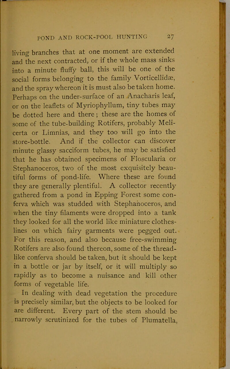 living branches that at one moment are extended and the next contracted, or if the whole mass sinks into a minute fluffy ball, this will be one of the social forms belonging to the family Vorticellidm, and the spray whereon it is must also betaken home. Perhaps on the under-surface of an Anacharis leaf, or on the leaflets of Myriophyllum, tiny tubes may be dotted here and there; these are the homes of some of the tube-building Rotifers, probably Meli- certa or Limnias, and they too will go into the store-bottle. And if the collector can discover minute glassy sacciform tubes, he may be satisfied that he has obtained specimens of Floscularia or Stephanoceros, two of the most exquisitely beau- tiful forms of pond-life. Where these are found they are generally plentiful. A collector recently gathered from a pond in Epping Forest some con- ferva which was studded with Stephanoceros, and when the tiny filaments were dropped into a tank they looked for all the world like miniature clothes- lines on which fairy garments were pegged out. For this reason, and also because free-swimming Rotifers are also found thereon, some of the thread- like conferva should be taken, but it should be kept in a bottle or jar by itself, or it will multiply so rapidly as to become a nuisance and kill other forms of vegetable life. In dealing with dead vegetation the procedure is precisely similar, but the objects to be looked for are different. Every part of the stem should be narrowly scrutinized for the tubes of Plumatella,