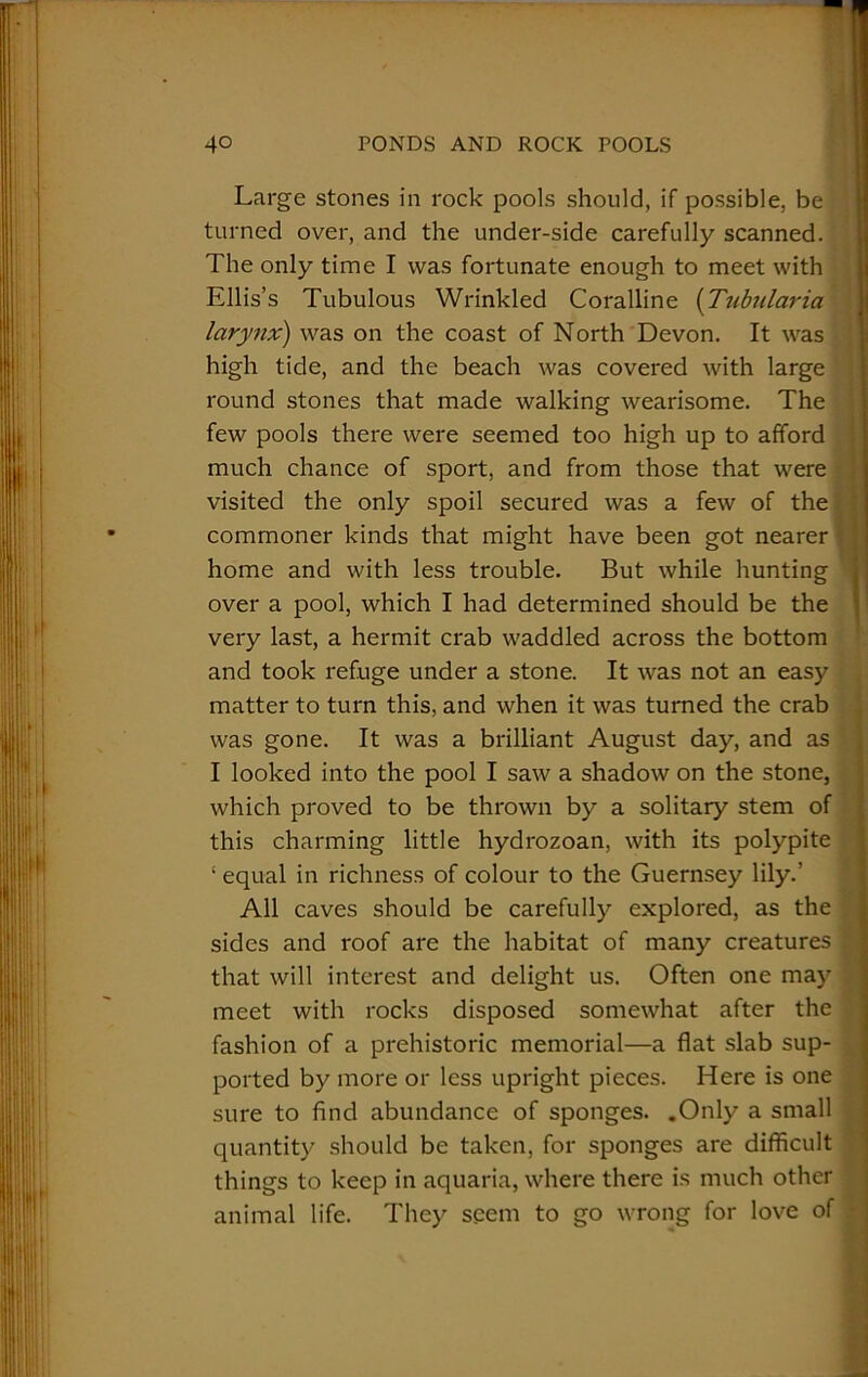 Large stones in rock pools should, if possible, be turned over, and the under-side carefully scanned. The only time I was fortunate enough to meet with Ellis’s Tubulous Wrinkled Coralline (Tubularia larynx) was on the coast of North Devon. It was high tide, and the beach was covered with large round stones that made walking wearisome. The few pools there were seemed too high up to afford much chance of sport, and from those that were visited the only spoil secured was a few of the commoner kinds that might have been got nearer home and with less trouble. But while hunting over a pool, which I had determined should be the very last, a hermit crab waddled across the bottom and took refuge under a stone. It was not an easy matter to turn this, and when it was turned the crab was gone. It was a brilliant August day, and as I looked into the pool I saw a shadow on the stone, which proved to be thrown by a solitary stem of this charming little hydrozoan, with its polypite ‘ equal in richness of colour to the Guernsey lily.’ All caves should be carefully explored, as the sides and roof are the habitat of many creatures that will interest and delight us. Often one may meet with rocks disposed somewhat after the fashion of a prehistoric memorial—a flat slab sup- ported by more or less upright pieces. Here is one sure to find abundance of sponges. .Only a small quantity should be taken, for sponges are difficult things to keep in aquaria, where there is much other animal life. They seem to go wrong for love of