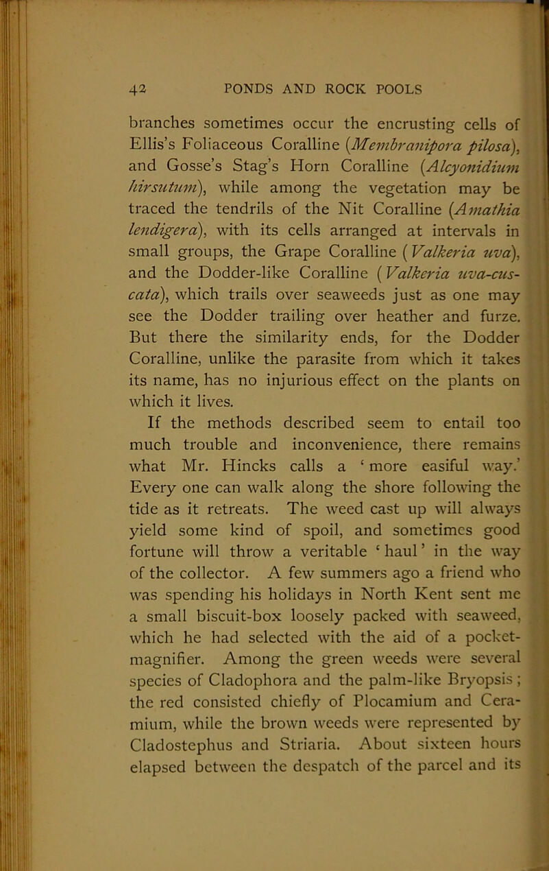 branches sometimes occur the encrusting cells of Ellis’s Foliaceous Coralline (Membranipora pilosa), and Gosse’s Stag’s Horn Coralline (Alcyonidium hirsutum), while among the vegetation may be traced the tendrils of the Nit Coralline (Amathia lendigera), with its cells arranged at intervals in small groups, the Grape Coralline (Valkeria uva), and the Dodder-like Coralline (Valkeria uva-cus- cata), which trails over seaweeds just as one may see the Dodder trailing over heather and furze. But there the similarity ends, for the Dodder Coralline, unlike the parasite from which it takes its name, has no injurious effect on the plants on which it lives. If the methods described seem to entail too much trouble and inconvenience, there remains what Mr. Hincks calls a ‘ more easiful way.’ Every one can walk along the shore following the tide as it retreats. The weed cast up will always yield some kind of spoil, and sometimes good fortune will throw a veritable ‘ haul ’ in the way of the collector. A few summers ago a friend who was spending his holidays in North Kent sent me a small biscuit-box loosely packed with seaweed, which he had selected with the aid of a pocket- magnifier. Among the green weeds were several species of Cladophora and the palm-like Bryopsis ; ] the red consisted chiefly of Plocamium and Cera- mium, while the brown weeds were represented by Cladostephus and Striaria. About sixteen hours elapsed between the despatch of the parcel and its