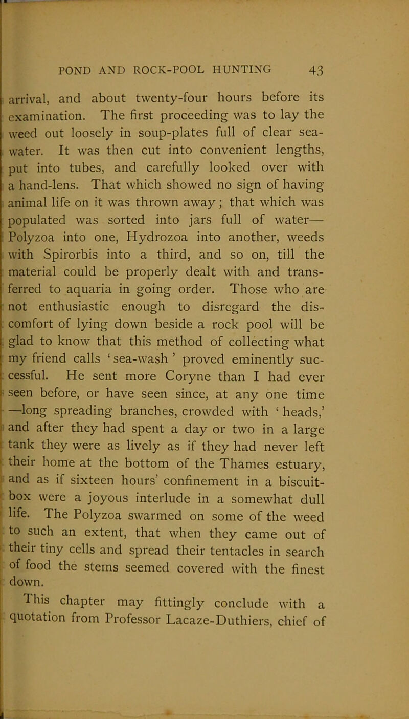 arrival, and about twenty-four hours before its examination. The first proceeding was to lay the weed out loosely in soup-plates full of clear sea- water. It was then cut into convenient lengths, put into tubes, and carefully looked over with a hand-lens. That which showed no sign of having- animal life on it was thrown away; that which was populated was sorted into jars full of water— Polyzoa into one, Hydrozoa into another, weeds with Spirorbis into a third, and so on, till the material could be properly dealt with and trans- ferred to aquaria in going order. Those who are not enthusiastic enough to disregard the dis- comfort of lying down beside a rock pool will be glad to know that this method of collecting what my friend calls ‘ sea-wash ’ proved eminently suc- cessful. He sent more Coryne than I had ever seen before, or have seen since, at any one time —long spreading branches, crowded with ‘ heads,’ and after they had spent a day or two in a large tank they were as lively as if they had never left their home at the bottom of the Thames estuary, and as if sixteen hours’ confinement in a biscuit- box were a joyous interlude in a somewhat dull life. The Polyzoa swarmed on some of the weed to such an extent, that when they came out of their tiny cells and spread their tentacles in search of food the stems seemed covered with the finest down. This chapter may fittingly conclude with a quotation from Professor Lacaze-Duthiers, chief of