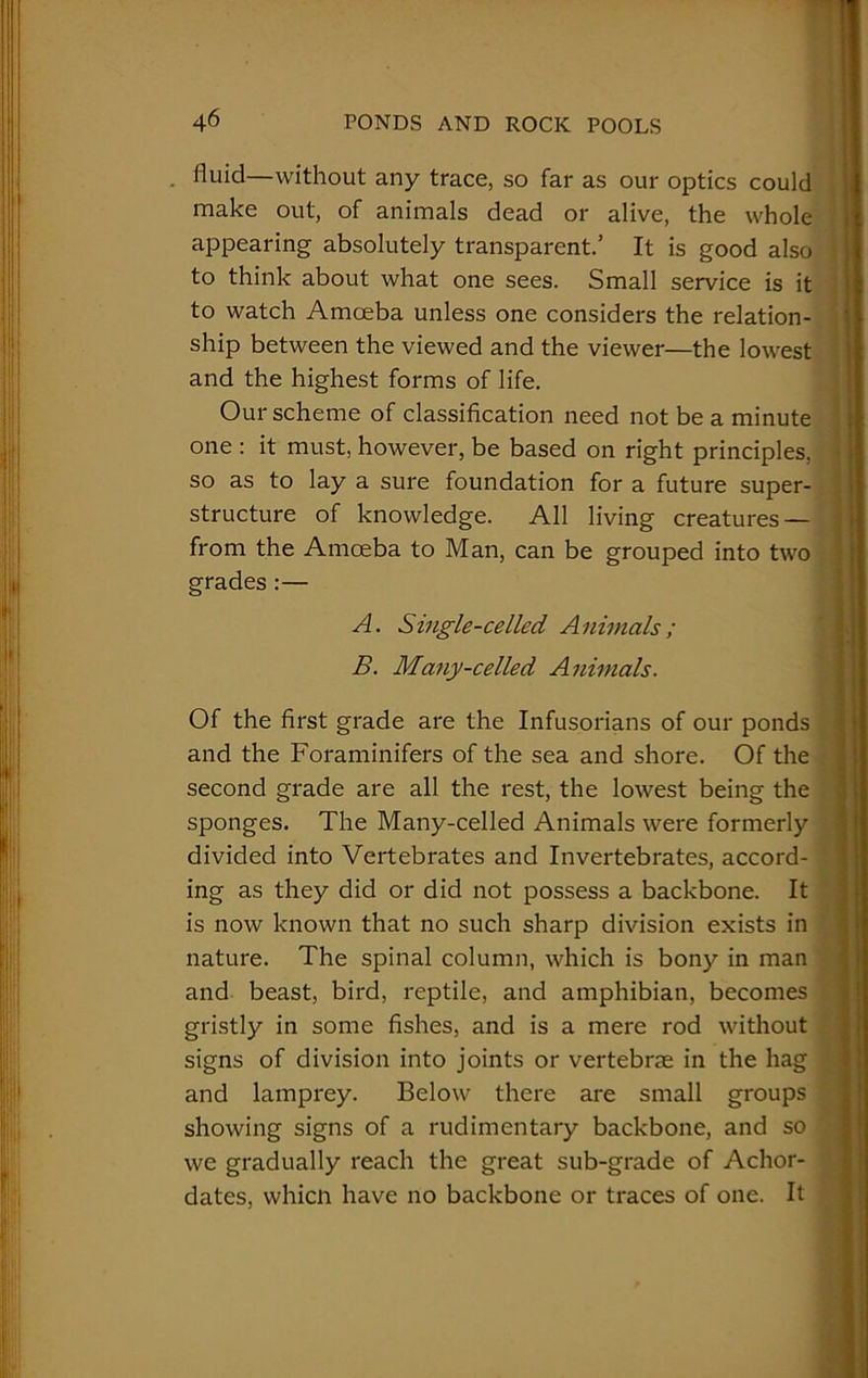 fluid—without any trace, so far as our optics could make out, of animals dead or alive, the whole appearing absolutely transparent.’ It is good also to think about what one sees. Small service is it to watch Amoeba unless one considers the relation- ship between the viewed and the viewer—the lowest and the highest forms of life. Our scheme of classification need not be a minute one : it must, however, be based on right principles, so as to lay a sure foundation for a future super- structure of knowledge. All living creatures — from the Amoeba to Man, can be grouped into two grades :— A. Single-celled Animals; B. Many-celled Animals. Of the first grade are the Infusorians of our ponds and the Foraminifers of the sea and shore. Of the second grade are all the rest, the lowest being the sponges. The Many-celled Animals were formerly divided into Vertebrates and Invertebrates, accord- ing as they did or did not possess a backbone. It is now known that no such sharp division exists in nature. The spinal column, which is bony in man and beast, bird, reptile, and amphibian, becomes gristly in some fishes, and is a mere rod without signs of division into joints or vertebrae in the hag and lamprey. Below there are small groups showing signs of a rudimentary backbone, and so we gradually reach the great sub-grade of Achor- dates, which have no backbone or traces of one. It