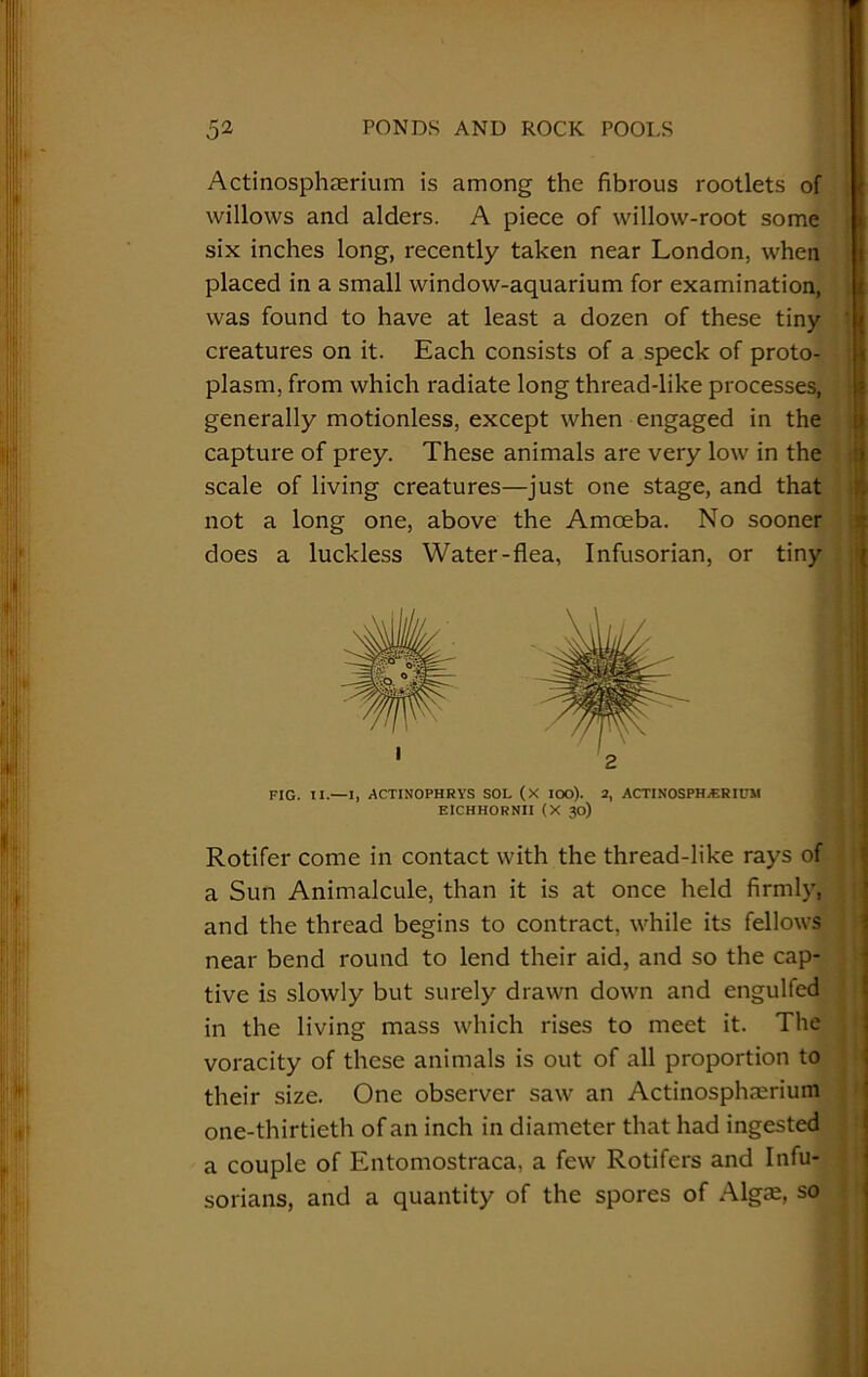 Actinosphserium is among the fibrous rootlets c willows and alders. A piece of willow-root som PONDS AND ROCK POOLS six inches long, recently taken near London, when placed in a small window-aquarium for examination, was found to have at least a dozen of these tiny creatures on it. Each consists of a speck of proto- plasm, from which radiate long thread-like processes, generally motionless, except when engaged in the capture of prey. These animals are very low in the scale of living creatures—just one stage, and that not a long one, above the Amoeba. No sooner does a luckless Water-flea, Infusorian, or tiny Rotifer come in contact with the thread-like rays of a Sun Animalcule, than it is at once held firmly, and the thread begins to contract, while its fellows near bend round to lend their aid, and so the cap- in the living mass which rises to meet it. The voracity of these animals is out of all proportion to their size. One observer saw an Actinosphaerium one-thirtieth of an inch in diameter that had ingested a couple of Entomostraca, a few Rotifers and Infu- sorians, and a quantity of the spores of Algae, so u y\ 2 FIG. II.—I, ACTINOPHRYS SOL (X IOO). 2, ACTINOSPHALRIUM EICHHORNII (X 30) tive is slowly but surely drawn down and engulted