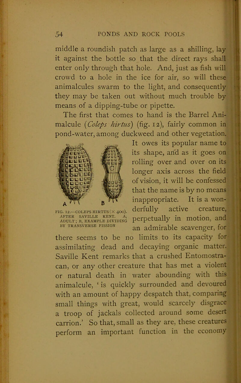 middle a roundish patch as large as a shilling, lay it against the bottle so that the direct rays shall enter only through that hole. And, just as fish will crowd to a hole in the ice for air, so will these animalcules swarm to the light, and consequently they may be taken out without much trouble by means of a dipping-tube or pipette. The first that comes to hand is the Barrel Ani- malcule (Coleps hirtus) (fig. 12), fairly common in pond-water, among duckweed and other vegetation. It owes its popular name to its shape, and as it goes on rolling over and over on its longer axis across the field of vision, it will be confessed that the name is by no means inappropriate. It is a won- derfully active creature, perpetually in motion, and an admirable scavenger, for there seems to be no limits to its capacity for assimilating dead and decaying organic matter. Saville Kent remarks that a crushed Entomostra- can, or any other creature that has met a violent or natural death in water abounding with this animalcule, 1 is quickly surrounded and devoured with an amount of happy despatch that, comparing small things with great, would scarcely disgrace a troop of jackals collected around some desert carrion.’ So that, small as they are, these creatures perform an important function in the economy FIG. 12.—COLEPS HIRTUS (X 400). AFTER SAVILLE KENT. A, ADULT ; B, EXAMPLE DIVIDING BY TRANSVERSE FISSION