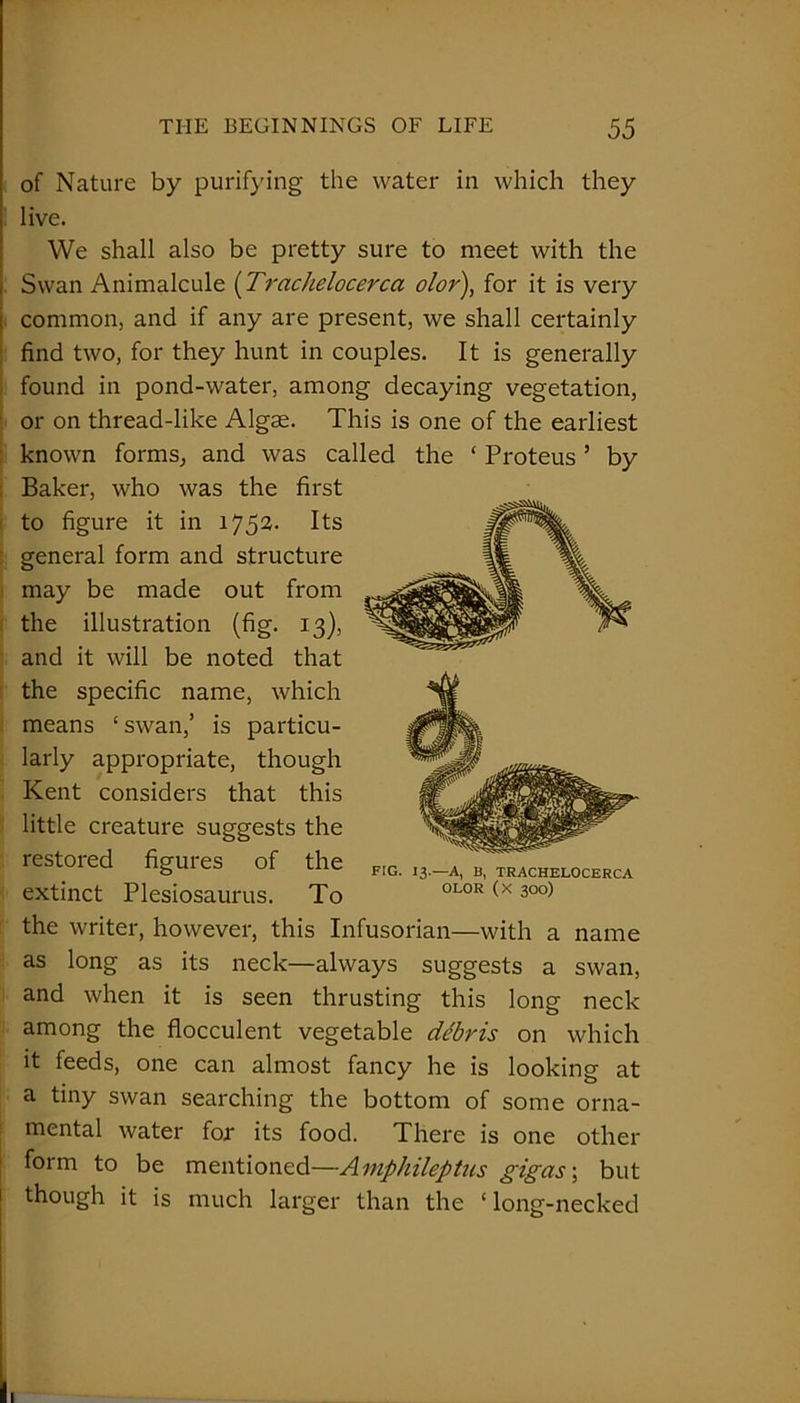of Nature by purifying the water in which they live. We shall also be pretty sure to meet with the Swan Animalcule (Traclielocerca olor), for it is very common, and if any are present, we shall certainly find two, for they hunt in couples. It is generally found in pond-water, among decaying vegetation, or on thread-like Algae. This is one of the earliest known forms, and was called the ‘ Proteus ’ by Baker, who was the first to figure it in 1752. Its general form and structure may be made out from the illustration (fig. 13), and it will be noted that the specific name, which means ‘ swan,’ is particu- larly appropriate, though Kent considers that this little creature suggests the restored figures of the extinct Plesiosaurus. To the writer, however, this Infusorian—with a name as long as its neck—always suggests a swan, and when it is seen thrusting this long neck among the flocculent vegetable ddbris on which it feeds, one can almost fancy he is looking at a tiny swan searching the bottom of some orna- mental water for its food. There is one other form to be mentioned—Ainphileptus g'igas; but though it is much larger than the ‘ long-necked FIG. 13.—A, B, TRACHELOCERCA OLOR (X 300)