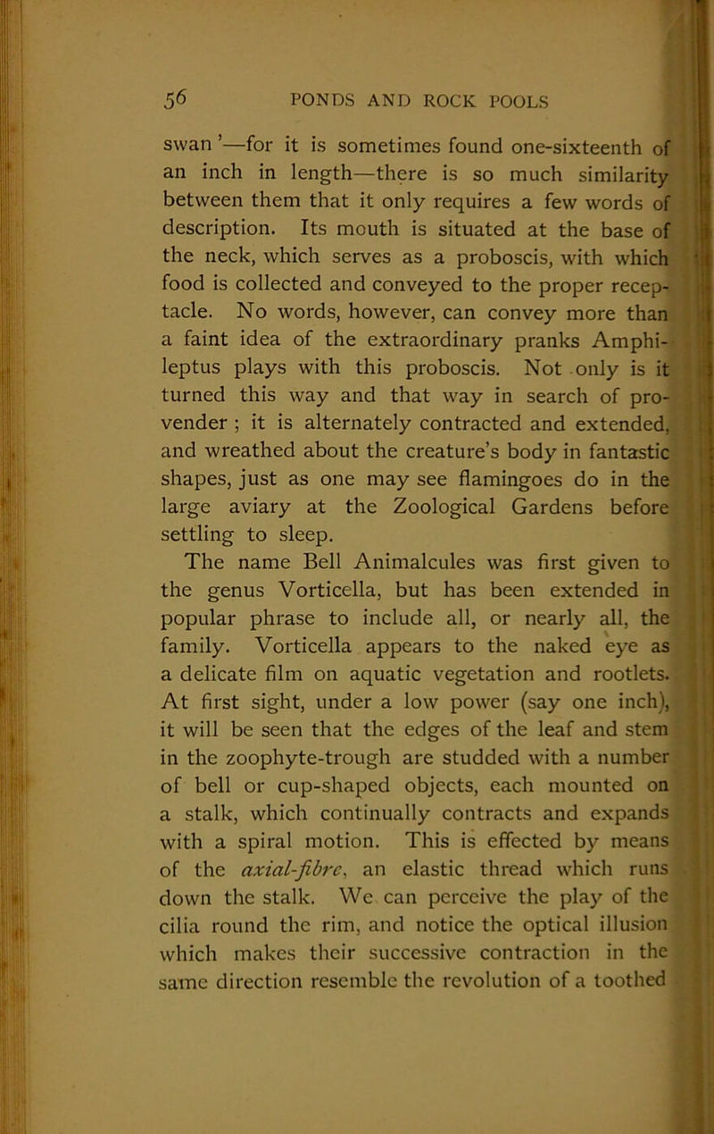 swan ’—for it is sometimes found one-sixteenth of an inch in length—there is so much similarity between them that it only requires a few words of description. Its mouth is situated at the base of the neck, which serves as a proboscis, with which food is collected and conveyed to the proper recep- tacle. No words, however, can convey more than a faint idea of the extraordinary pranks Amphi- leptus plays with this proboscis. Not only is it turned this way and that way in search of pro- vender ; it is alternately contracted and extended, and wreathed about the creature’s body in fantastic shapes, just as one may see flamingoes do in the large aviary at the Zoological Gardens before settling to sleep. The name Bell Animalcules was first given to the genus Vorticella, but has been extended in popular phrase to include all, or nearly all, the family. Vorticella appears to the naked eye as a delicate film on aquatic vegetation and rootlets. At first sight, under a low power (say one inch), it will be seen that the edges of the leaf and stem in the zoophyte-trough are studded with a number of bell or cup-shaped objects, each mounted on a stalk, which continually contracts and expands with a spiral motion. This is effected by means of the axial-fibre, an elastic thread which runs down the stalk. We can perceive the play of the cilia round the rim, and notice the optical illusion which makes their successive contraction in the same direction resemble the revolution of a toothed