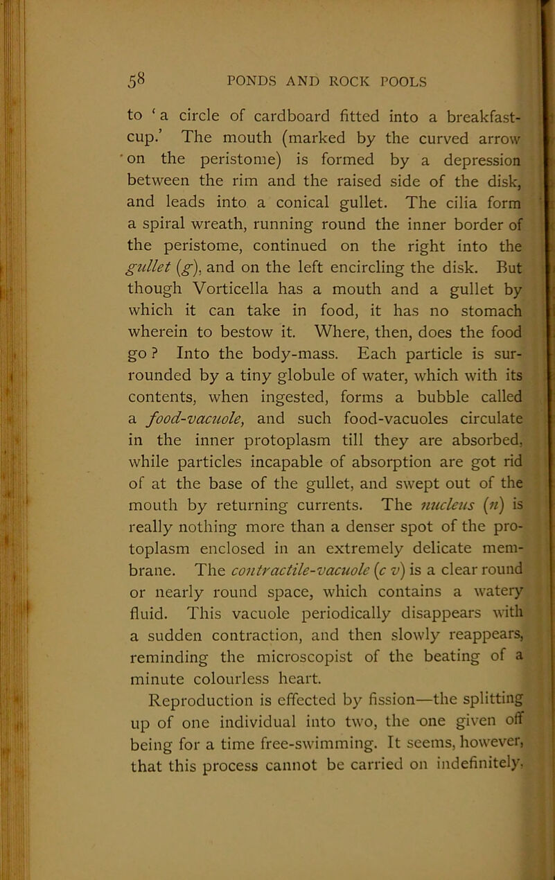 to ‘ a circle of cardboard fitted into a breakfast- cup.’ The mouth (marked by the curved arrow ' on the peristome) is formed by a depression between the rim and the raised side of the disk, and leads into a conical gullet. The cilia form a spiral wreath, running round the inner border of the peristome, continued on the right into the gullet (g), and on the left encircling the disk. But though Vorticella has a mouth and a gullet by which it can take in food, it has no stomach wherein to bestow it. Where, then, does the food go ? Into the body-mass. Each particle is sur- rounded by a tiny globule of water, which with its contents, when ingested, forms a bubble called a food-vacuole, and such food-vacuoles circulate in the inner protoplasm till they are absorbed, while particles incapable of absorption are got rid of at the base of the gullet, and swept out of the mouth by returning currents. The nucleus (n) is really nothing more than a denser spot of the pro- toplasm enclosed in an extremely delicate mem- brane. The contractile-vacuole (c v) is a clear round or nearly round space, which contains a watery fluid. This vacuole periodically disappears with a sudden contraction, and then slowly reappears, reminding the microscopist of the beating of a minute colourless heart. Reproduction is effected by fission—the splitting up of one individual into two, the one given off being for a time free-swimming. It seems, however, that this process cannot be carried on indefinitely.