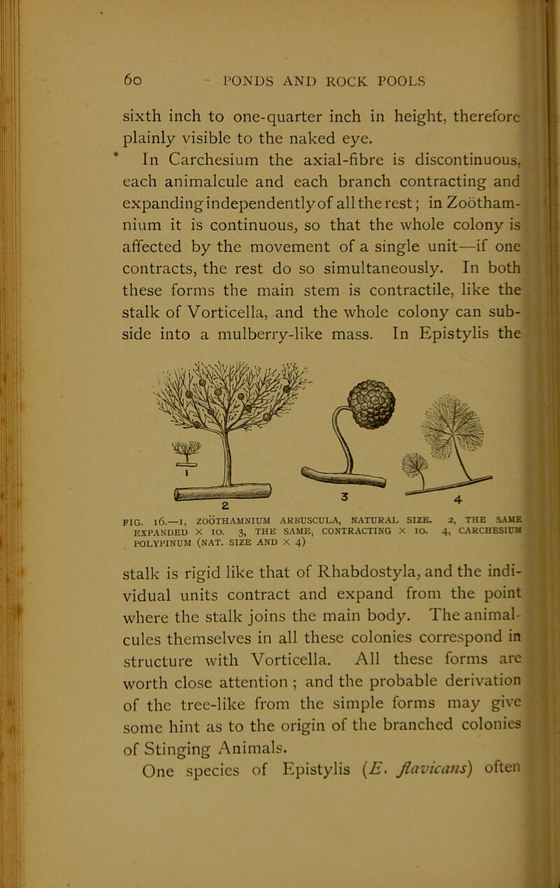 sixth inch to one-quarter inch in height, therefore plainly visible to the naked eye. In Carchesium the axial-fibre is discontinuous, each animalcule and each branch contracting and expanding independently of all the rest; in Zootham- nium it is continuous, so that the whole colony is affected by the movement of a single unit—if one contracts, the rest do so simultaneously. In both these forms the main stem is contractile, like the stalk of Vorticella, and the whole colony can sub- side into a mulberry-like mass. In Epistylis the FIG. 16.—I, ZOOTHAMNIUM ARBUSCULA, NATURAL SIZE. EXPANDED X IO. 3, THE SAME, CONTRACTING X IO. POLYPINUM (NAT. SIZE AND X 4) 2, THE SAME 4, CARCHESIUM stalk is rigid like that of Rhabdostyla, and the indi- vidual units contract and expand from the point where the stalk joins the main body. The animal-1 cules themselves in all these colonies correspond in structure with Vorticella. All these forms are worth close attention ; and the probable derivation of the tree-like from the simple forms may give some hint as to the origin of the branched colonies of Stinging Animals. One species of Epistylis (£• Jlavicans) often