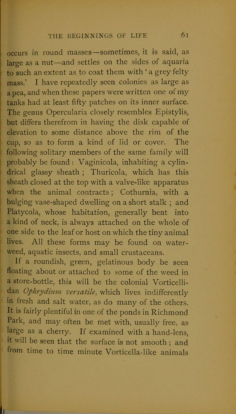 occurs in round masses—sometimes, it is said, as large as a nut—and settles on the sides of aquaria to such an extent as to coat them with 1 a grey felty mass.’ I have repeatedly seen colonies as large as a pea, and when these papers were written one of my tanks had at least fifty patches on its inner surface. The genus Opercularia closely resembles Epistylis, but differs therefrom in having the disk capable of elevation to some distance above the rim of the cup, so as to form a kind of lid or cover. The following solitary members of the same family will probably be found : Vaginicola, inhabiting a cylin- drical glassy sheath ; Thuricola, which has this sheath closed at the top with a valve-like apparatus when the animal contracts; Cothurnia, with a bulging vase-shaped dwelling on a short stalk ; and Platycola, whose habitation, generally bent into a kind of neck, is always attached on the whole of one side to the leaf or host on which the tiny animal lives. All these forms may be found on water- weed, aquatic insects, and small crustaceans. If a roundish, green, gelatinous body be seen floating about or attached to some of the weed in a store-bottle, this will be the colonial Vorticelli- dan Ophrydium versatile, which lives indifferently in fresh and salt water, as do many of the others. It is fairly plentiful in one of the ponds in Richmond Park, and may often be met with, usually free, as large as a cherry. If examined with a hand-lens, it will be seen that the surface is not smooth ; and from time to time minute Vorticella-like animals