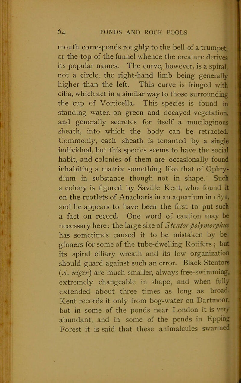 mouth corresponds roughly to the bell of a trumpet, or the top of the funnel whence the creature derives its popular names. The curve, however, is a spiral, not a circle, the right-hand limb being generally higher than the left. This curve is fringed with cilia, which act in a similar way to those surrounding the cup of Vorticella. This species is found in standing water, on green and decayed vegetation, and generally secretes for itself a mucilaginous sheath, into which the body can be retracted. Commonly, each sheath is tenanted by a single individual, but this species seems to have the social habit, and colonies of them are occasionally found inhabiting a matrix something like that of Ophry- dium in substance though not in shape. Such a colony is figured by Saville Kent, who found it on the rootlets of Anacharis in an aquarium in 1871, and he appears to have been the first to put such a fact on record. One word of caution may be necessary here: the large size of Stentorpolymorphus has sometimes caused it to be mistaken by be- ginners for some of the tube-dwelling Rotifers ; but its spiral ciliary wreath and its low organization should guard against such an error. Black Stentors (S. niger) are much smaller, always free-swimming, extremely changeable in shape, and when fully extended about three times as long as broad. Kent records it only from bog-water on Dartmoor, but in some of the ponds near London it is very abundant, and in some of the ponds in Epping Forest it is said that these animalcules swarmed
