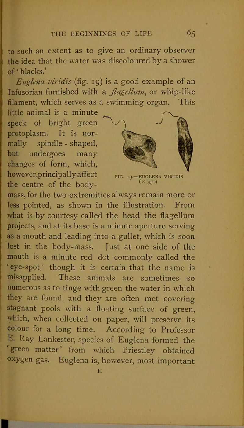 FIG. ig—EUGLENA VIRIDIS (X 350) to such an extent as to give an ordinary observer the idea that the water was discoloured by a shower of ‘ blacks.’ Euglena viridis (fig. 19) is a good example of an Infusorian furnished with a flagellum, or whip-like filament, which serves as a swimming organ. This little animal is a minute speck of bright green protoplasm. It is nor- mally spindle - shaped, but undergoes many changes of form, which, however,principally affect the centre of the body- mass, for the two extremities always remain more or less pointed, as shown in the illustration. From what is by courtesy called the head the flagellum projects, and at its base is a minute aperture serving as a mouth and leading into a gullet, which is soon lost in the body-mass. Just at one side of the mouth is a minute red dot commonly called the ‘eye-spot,’ though it is certain that the name is misapplied. These animals are sometimes so numerous as to tinge with green the water in which they are found, and they are often met covering stagnant pools with a floating surface of green, which, when collected on paper, will preserve its colour for a long time. According to Professor E. Ray Lankester, species of Euglena formed the ‘green matter’ from which Priestley obtained Qxygen gas. Euglena is, however, most important