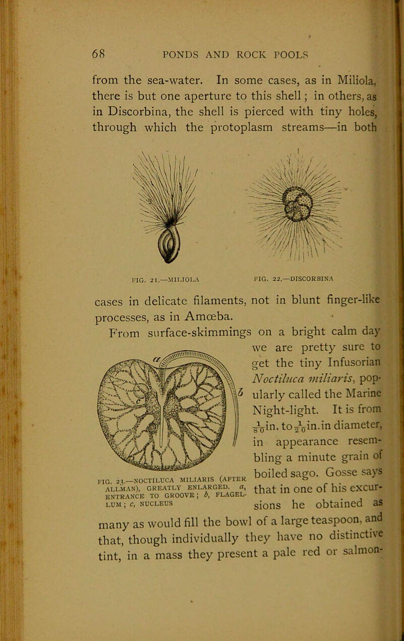 from the sea-water. In some cases, as in Miliola, there is but one aperture to this shell; in others, as in Discorbina, the shell is pierced with tiny holes, through which the protoplasm streams—in both FIG. 21.—MILIOLA FIG. 22.—DISCORBINA FIG 2}.—NOCTILUCA MILIARIS (AFTER ALLMAN), GREATLY ENLARGED. a, ENTRANCE TO GROOVE ; b, FLAGEL- LUM ; C, NUCLEUS cases in delicate filaments, not in blunt finger-like processes, as in Amceba. From surface-skimmings on a bright calm day we are pretty sure to get the tiny Infusorian Noctiluca iniliaris, pop- ularly called the Marine Night-light. It is from ¥Vn. to-oVn.in diameter, in appearance resem- bling a minute grain of boiled sago. Gosse says that in one of his excur- sions he obtained as many as would fill the bowl of a large teaspoon, and that, though individually they have no distinctive tint, in a mass they present a pale red or salmon-