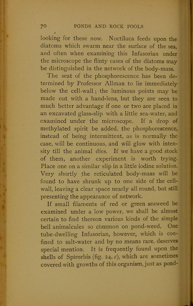 J looking for these now. Noctiluca feeds upon the diatoms which swarm near the surface of the sea, and often when examining this Infusorian under the microscope the flinty cases of the diatoms may be distinguished in the network of the body-mass. The seat of the phosphorescence has been de- termined by Professor Allman to lie immediately below the cell-wall ; the luminous points may be made out with a hand-lens, but they are seen to much better advantage if one or two are placed in an excavated glass-slip with a little sea-water, and examined under the microscope. If a drop of methylated spirit be added, the phosphorescence, instead of being intermittent, as is normally the case, will be continuous, and will glow with inten- sity till the animal dies. If we have a good stock of them, another experiment is worth trying. Place one on a similar slip in a little iodine solution. Very shortly the reticulated body-mass will be found to have shrunk up to one side of the cell- wall, leaving a clear space nearly all round, but still presenting the appearance of network. If small filaments of red or green seaweed be examined under a low power, we shall be almost certain to find thereon various kinds of the simple bell animalcules so common on pond-weed. One tube-dwelling Infusorian, however, which is con- fined to salt-water and by no means rare, deserves special mention. It is frequently found upon the shells of Spirorbis (fig. 24, c), which are sometimes covered with growths of this organism, just as pond-