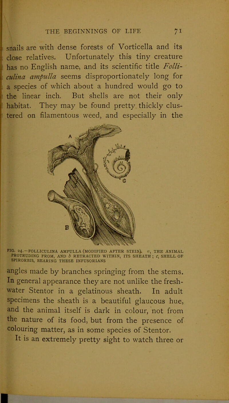 snails are with dense forests of Vorticella and its close relatives. Unfortunately this tiny creature has no English name, and its scientific title Folli- culina ampulla seems disproportionately long for a species of which about a hundred would go to the linear inch. But shells are not their only habitat. They may be found pretty thickly clus- tered on filamentous weed, and especially in the FIG. 24. —FOLLICULINA AMPULLA (MODIFIED AFTER STEIN). II, THE ANIMAL PROTRUDING FROM, AND b RETRACTED WITHIN, ITS SHEATH ; C, SHELL OF SPIRORBIS, BEARING THESE INFUSORIANS angles made by branches springing from the stems. In general appearance they are not unlike the fresh- water Stentor in a gelatinous sheath. In adult specimens the sheath is a beautiful glaucous hue, and the animal itself is dark in colour, not from the nature of its food, but from the presence of colouring matter, as in some species of Stentor. It is an extremely pretty sight to watch three or