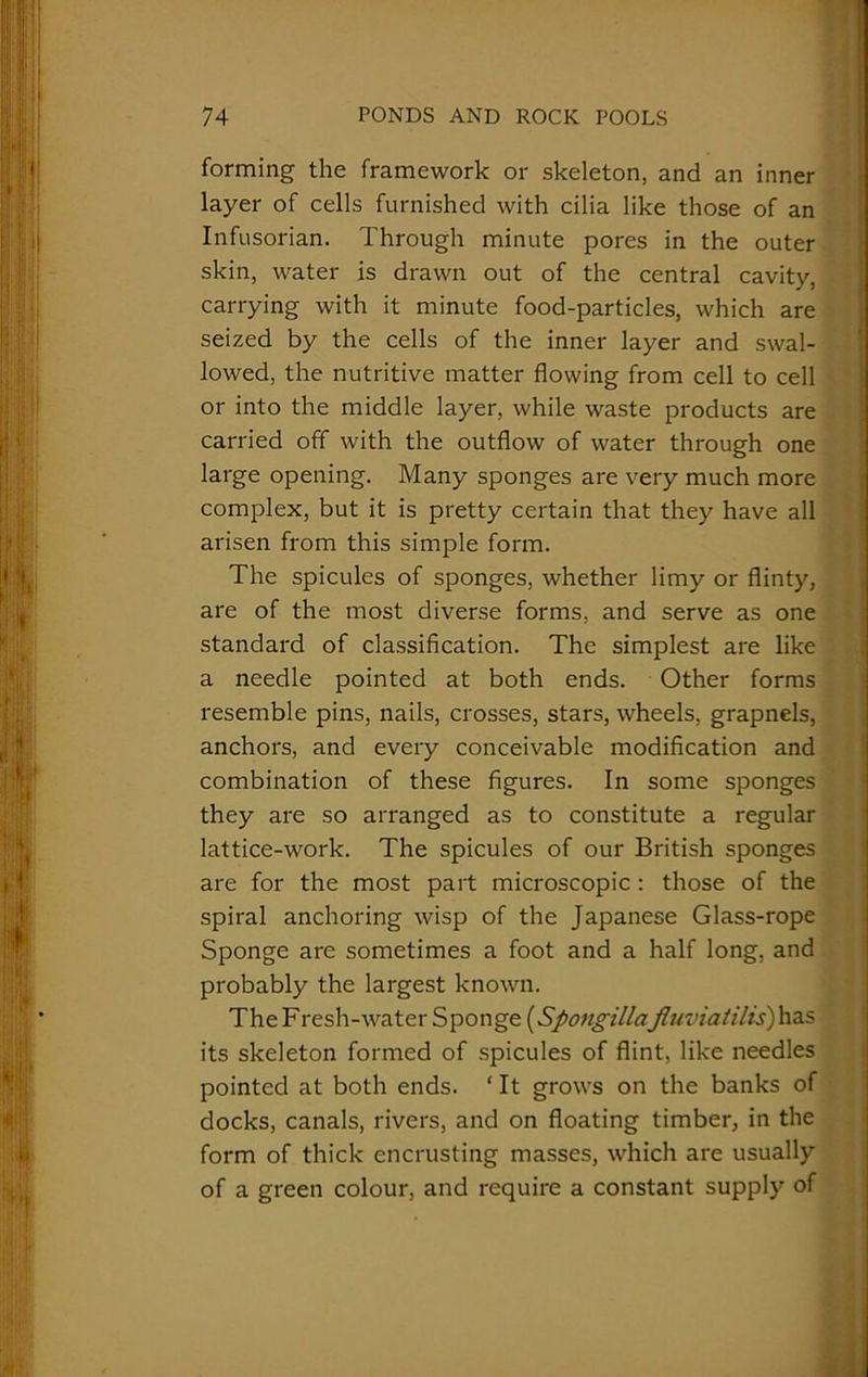 forming the framework or skeleton, and an inner layer of cells furnished with cilia like those of an Infusorian. Through minute pores in the outer skin, water is drawn out of the central cavity, carrying with it minute food-particles, which are seized by the cells of the inner layer and swal- lowed, the nutritive matter flowing from cell to cell or into the middle layer, while waste products are carried off with the outflow of water through one large opening. Many sponges are very much more complex, but it is pretty certain that they have all arisen from this simple form. The spicules of sponges, whether limy or flinty, are of the most diverse forms, and serve as one standard of classification. The simplest are like a needle pointed at both ends. Other forms resemble pins, nails, crosses, stars, wheels, grapnels, anchors, and every conceivable modification and combination of these figures. In some sponges they are so arranged as to constitute a regular lattice-work. The spicules of our British sponges are for the most part microscopic : those of the spiral anchoring wisp of the Japanese Glass-rope Sponge are sometimes a foot and a half long, and probably the largest known. The F resh-water Sponge (Spongilla:fluviatilis) has its skeleton formed of spicules of flint, like needles pointed at both ends. ‘ It grows on the banks of docks, canals, rivers, and on floating timber, in the form of thick encrusting masses, which are usually of a green colour, and require a constant supply of