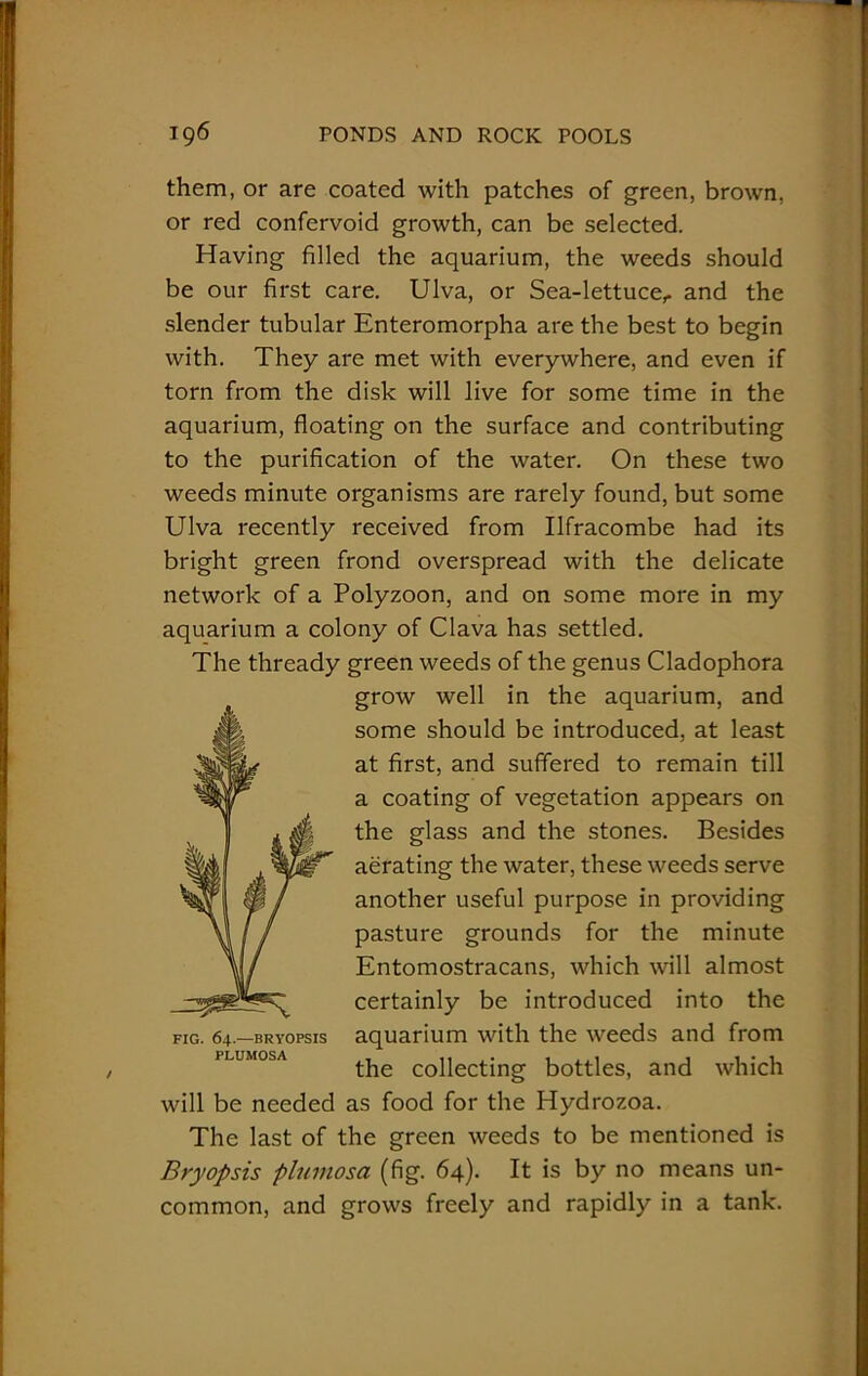 them, or are coated with patches of green, brown, or red confervoid growth, can be selected. Having filled the aquarium, the weeds should be our first care. Ulva, or Sea-lettuce,, and the slender tubular Enteromorpha are the best to begin with. They are met with everywhere, and even if torn from the disk will live for some time in the aquarium, floating on the surface and contributing to the purification of the water. On these two weeds minute organisms are rarely found, but some Ulva recently received from Ilfracombe had its bright green frond overspread with the delicate network of a Polyzoon, and on some more in my aquarium a colony of Clava has settled. The thready green weeds of the genus Cladophora grow well in the aquarium, and some should be introduced, at least at first, and suffered to remain till a coating of vegetation appears on the glass and the stones. Besides aerating the water, these weeds serve another useful purpose in providing pasture grounds for the minute Entomostracans, which will almost certainly be introduced into the fig. 64.—brvopsis aquarium with the weeds and from the collecting bottles, and which will be needed as food for the Hydrozoa. The last of the green weeds to be mentioned is Bryopsis plumosa (fig. 64). It is by no means un- common, and grows freely and rapidly in a tank.