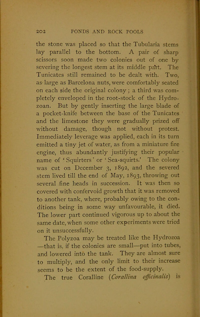 the stone was placed so that the Tubularia stems lay parallel to the bottom. A pair of sharp scissors soon made two colonies out of one by severing the longest stem at its middle paVt. The Tunicates still remained to be dealt with. Two, as- large as Barcelona nuts, were comfortably seated on each side the original colony ; a third was com- pletely enveloped in the root-stock of the Hydro- zoan. But by gently inserting the large blade of a pocket-knife between the base of the Tunicates and the limestone they were gradually prized off without damage, though not without protest. Immediately leverage was applied, each in its turn emitted a tiny jet of water, as from a miniature fire engine, thus abundantly justifying their popular name of ‘ Squirters ’ or ‘ Sea-squirts.’ The colony was cut on December 3, 1892, and the severed stem lived till the end of May, 1893, throwing out several fine heads in succession. It was then so covered with confervoid growth that it was removed to another tank, where, probably owing to the con- ditions being in some way unfavourable, it died. The lower part continued vigorous up to about the same date, when some other experiments were tried on it unsuccessfully. The Polyzoa may be treated like the Hydrozoa —that is, if the colonies are small—put into tubes, and lowered into the tank. They are almost sure to multiply, and the only limit to their increase seems to be the extent of the food-supply. The true Coralline (Corallitia officinalis) is