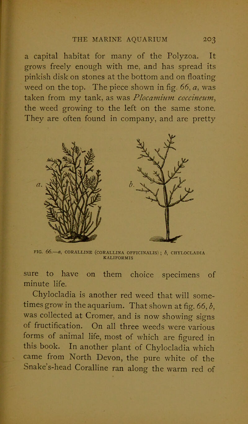 a capital habitat for many of the Polyzoa. It grows freely enough with me, and has spread its pinkish disk on stones at the bottom and on floating weed on the top. The piece shown in fig. 66, a, was taken from my tank, as was Plocamium coccineum, the weed growing to the left on the same stone. They are often found in company, and are pretty FIG. 66.—a, CORALLINE (CORALLINA OFFICINALIS) ; b, CHYLOCLADIA KALIFORMIS sure to have on them choice specimens of minute life. Chylocladia is another red weed that will some- times grow in the aquarium. That shown at fig. 66, b, was collected at Cromer, and is now showing signs of fructification. On all three weeds were various forms of animal life, most of which are figured in this book. In another plant of Chylocladia which came from North Devon, the pure white of the Snake s-head Coralline ran along the warm red of