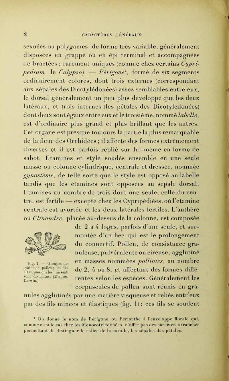 sexuées ou polygames, de forme très variable, généralement disposées en grappe ou en épi terminal et accompagnées de bractées; rarement uniques (comme chez certains Cypri- pedium, le Calypso). — Périgonel, formé de six segments ordinairement colorés, dont trois externes (correspondant aux sépales des Dicotylédonées) assez semblables entre eux, le dorsal généralement un peu plus développé que les deux latéraux, et trois internes (les pétales des Dicotylédonées) dont deux sont égaux entre eux et le troisième, nommé labelle, est d’ordinaire plus grand et plus brillant que les autres. Cet organe est presque toujours la partie la plus remarquable de la fleur des Orchidées ; il affecte des formes extrêmement diverses et il est parfois replié sur lui-même en forme de sabot. Etamines et style soudés ensemble en une seule masse ou colonne cylindrique, centrale et dressée, nommée gynostème, de telle sorte que le style est opposé au labelle tandis que les étamines sont opposées au sépale dorsal. Etamines au nombre de trois dont une seule, celle du cen- tre, est fertile — excepté chez les Cypripédiées, où l’étamine centrale est avortée et les deux latérales fertiles. L’anthère ou Clinandre, placée au-dessus de la colonne, est composée de 2 à 4 loges, parfois d’une seule, et sur- montée d’un bec cjui est le prolongement du connectif. Pollen, de consistance gra- nuleuse, pulvérulente ou cireuse, agglutiné en masses nommées pollinies, au nombre de 2, 4 ou 8, et affectant des formes diffé- rentes selon les espèces. Généralertient les corpuscules de pollen sont réunis en gra- nules agglutinés par une matière AÙsqueuse et reliés entr’eux par des fils minces et élastiques (fig. 1) : ces fds se soudent 1 Ou donne le nom de Périgone on Périanthe à l’enveloppe florale qui, connue c’esl le cas chez les Monocotylédonées, n’offre pas des caractères tranchés permettant de distinguer le calice de la corolle, les sépales des pétales. Fig. 1. — Groupes de grains de pollen; les dis élastiques qui les unissent sont distendus. (D’après Darwin.)