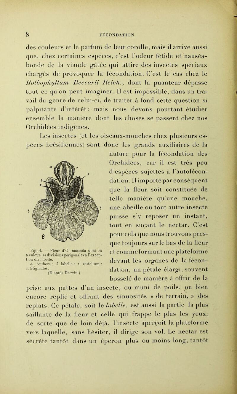 des couleurs et le parfum de leur corolle, mais il arrive aussi cpie, chez certaines espèces, c’est l’odeur fétide et nauséa- bonde de la viande gâtée qui attire des insectes spéciaux chargés de provoquer la fécondation. C’est le cas chez le Bolbophyllum Beccarii Reich., dont la puanteur dépasse tout ce qu’on peut imaginer. Il est impossible, dans un tra- vail du genre de celui-ci, de traiter à fond cette question si palpitante d’intérêt ; mais nous devons pourtant étudier ensemble la manière dont les choses se passent chez nos Orchidées indigènes. Les insectes (et les oiseaux-mouches chez plusieurs es- pèces brésiliennes) sont donc les grands auxiliaires de la nature pour la fécondation des Orchidées, car il est très peu d’espèces sujettes à l’autofécon- dation. Il importe par conséquent que la fleur soit constituée de telle manière qu’une mouche, une abeille ou tout autre insecte puisse s’y reposer un instant, tout en suçant le nectar. C’est pour cela que nous trouvons pres- que toujours sur le bas de la fleur et comme formant une plateforme devant les organes de la fécon- dation, un pétale élargi, souvent bosselé de manière à offrir de la prise aux pattes d’un insecte, ou muni de poils, ou bien encore replié et offrant des sinuosités « de terrain, » des replats. Ce pétale, soit le labelle, est aussi la partie la plus saillante de la lleur et celle qui frappe le plus les yeux, de sorte que de loin déjà, l’insecte aperçoit la plateforme vers laquelle, sans hésiter, il dirige son vol. Le nectar est sécrété tantôt dans un éperon plus ou moins long, tantôt Fig. 4. — Fleur d’O. mascula dont on a enlevé les divisions périgonales à l’excep- tion du labelle. a. Anthère ; l. labelle ; t. rostellum ; s. Stigmates. (D’après Darwin.)