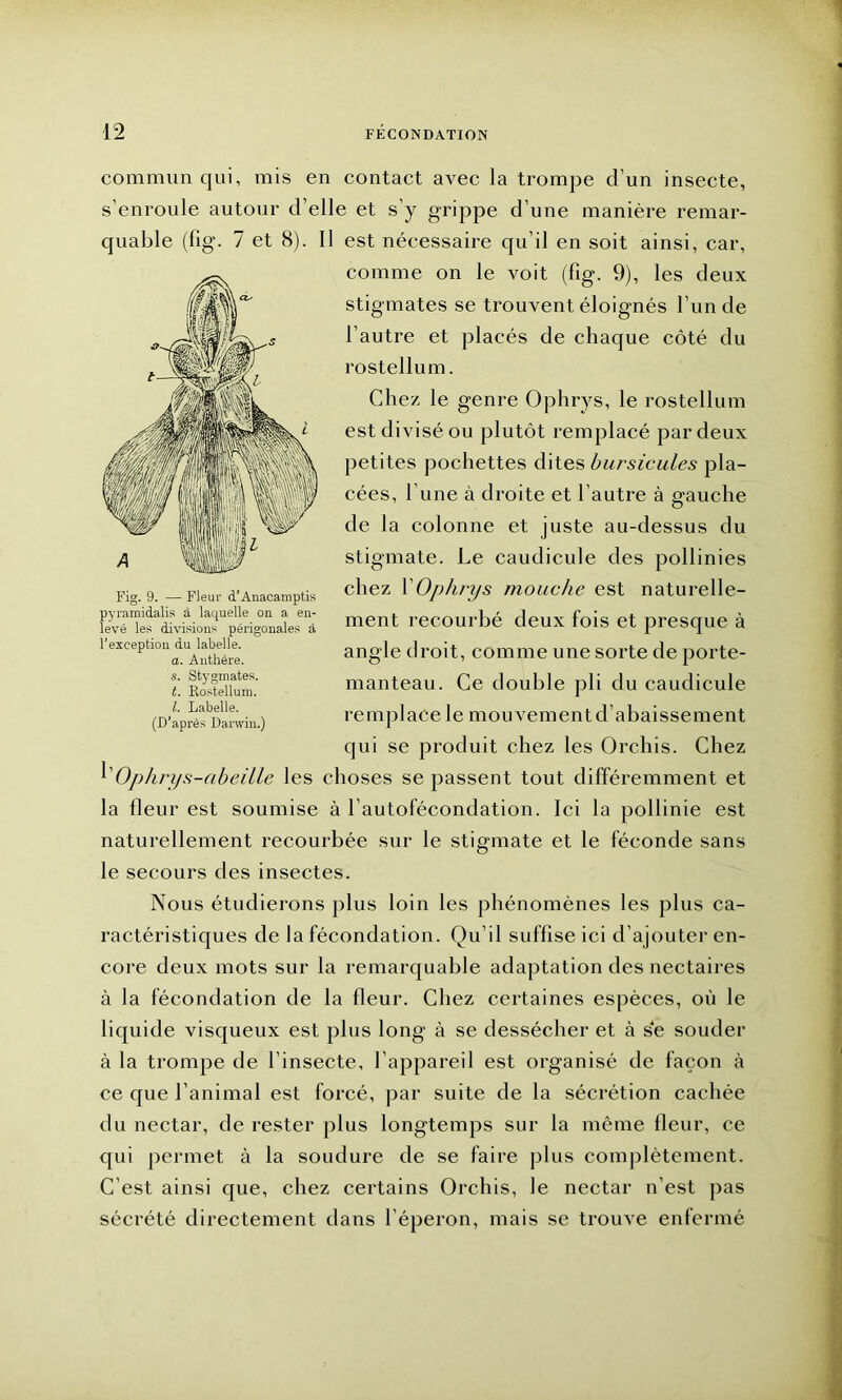 commun qui, mis en contact avec la trompe d’un insecte, s’enroule autour d’elle et s’y grippe d’une manière remar- quable (fîg. 7 et 8). Il est nécessaire qu’il en soit ainsi, car, comme on le voit (fîg. 9), les deux stigmates se trouvent éloignés l’un de l’autre et placés de chaque côté du rostellum. Chez le genre Ophrys, le rostellum est divisé ou plutôt remplacé par deux petites pochettes dites bursicules pla- cées, l’une à droite et l’autre à gauche de la colonne et juste au-dessus du stigmate. Le caudicule des pollinies chez YOphrys mouche est naturelle- ment recourbé deux fois et presque à angle droit, comme une sorte de porte- manteau. Ce double pli du caudicule remplace le mouvement d’abaissement qui se produit chez les Orchis. Chez l’Ophrys-abeille les choses se passent tout différemment et la fleur est soumise à l’autofécondation. Ici la pollinie est naturellement recourbée sur le stigmate et le féconde sans Fig. 9. — Fleur à’Anaeamptis pyramidalis à laquelle on a en- levé les divisions périgonales à l’exception du labelle. a. Anthère. s. Stygmates. t. Rostellum. I. Labelle. (D’après Darwin.) le secours des insectes. Nous étudierons plus loin les phénomènes les plus ca- ractéristiques de la fécondation. Qu’il suffise ici d’ajouter en- core deux mots sur la remarquable adaptation des nectaires à la fécondation de la fleur. Chez certaines espèces, où le liquide visqueux est plus long à se dessécher et à se souder à la trompe de l’insecte, l’appareil est organisé de façon à ce que l’animal est forcé, par suite de la sécrétion cachée du nectar, de rester plus longtemps sur la même fleur, ce qui permet à la soudure de se faire plus complètement. C’est ainsi que, chez certains Orchis, le nectar n’est pas sécrété directement dans l’éperon, mais se trouve enfermé